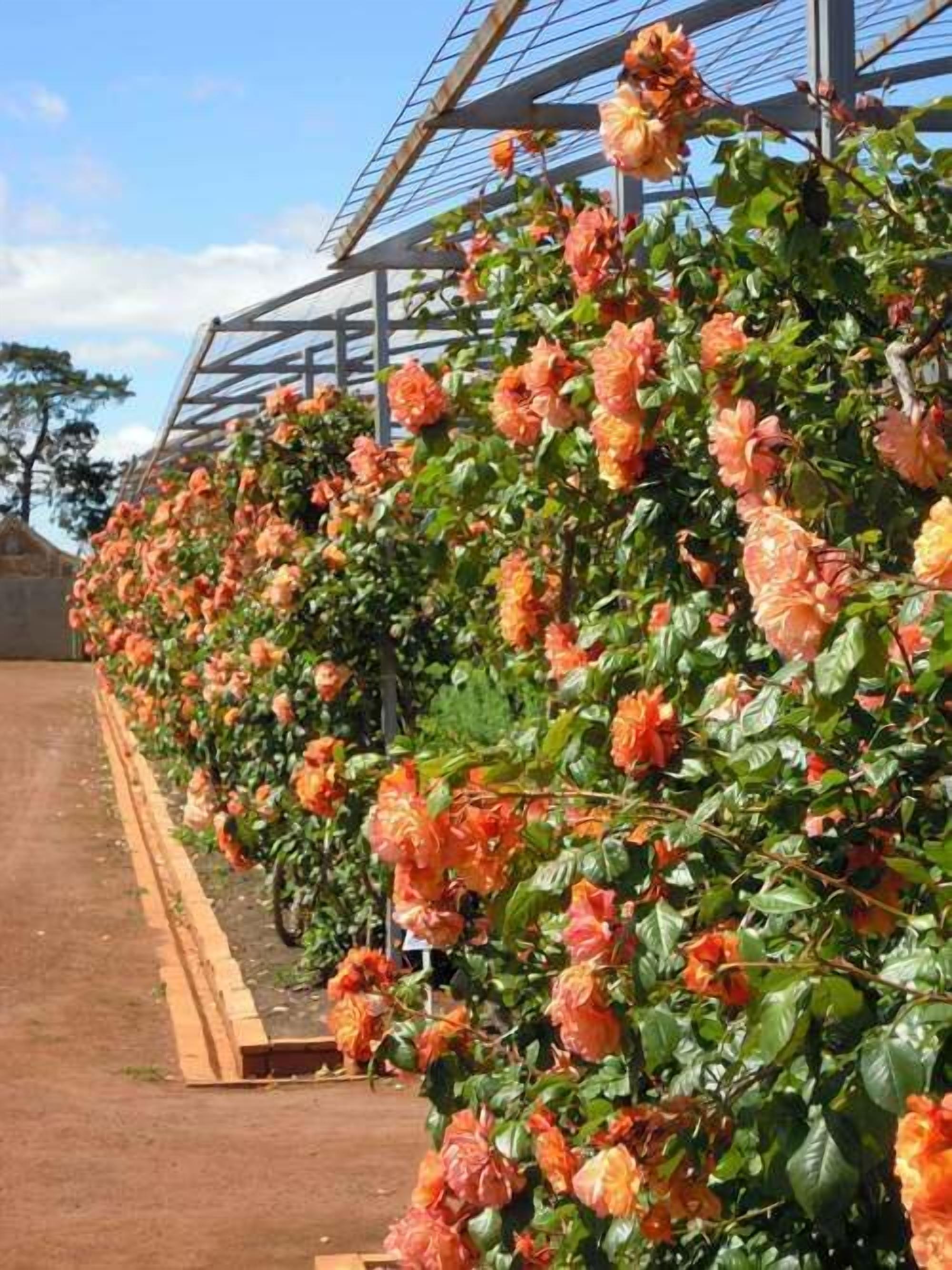 A row of rose bushes in a garden setting.