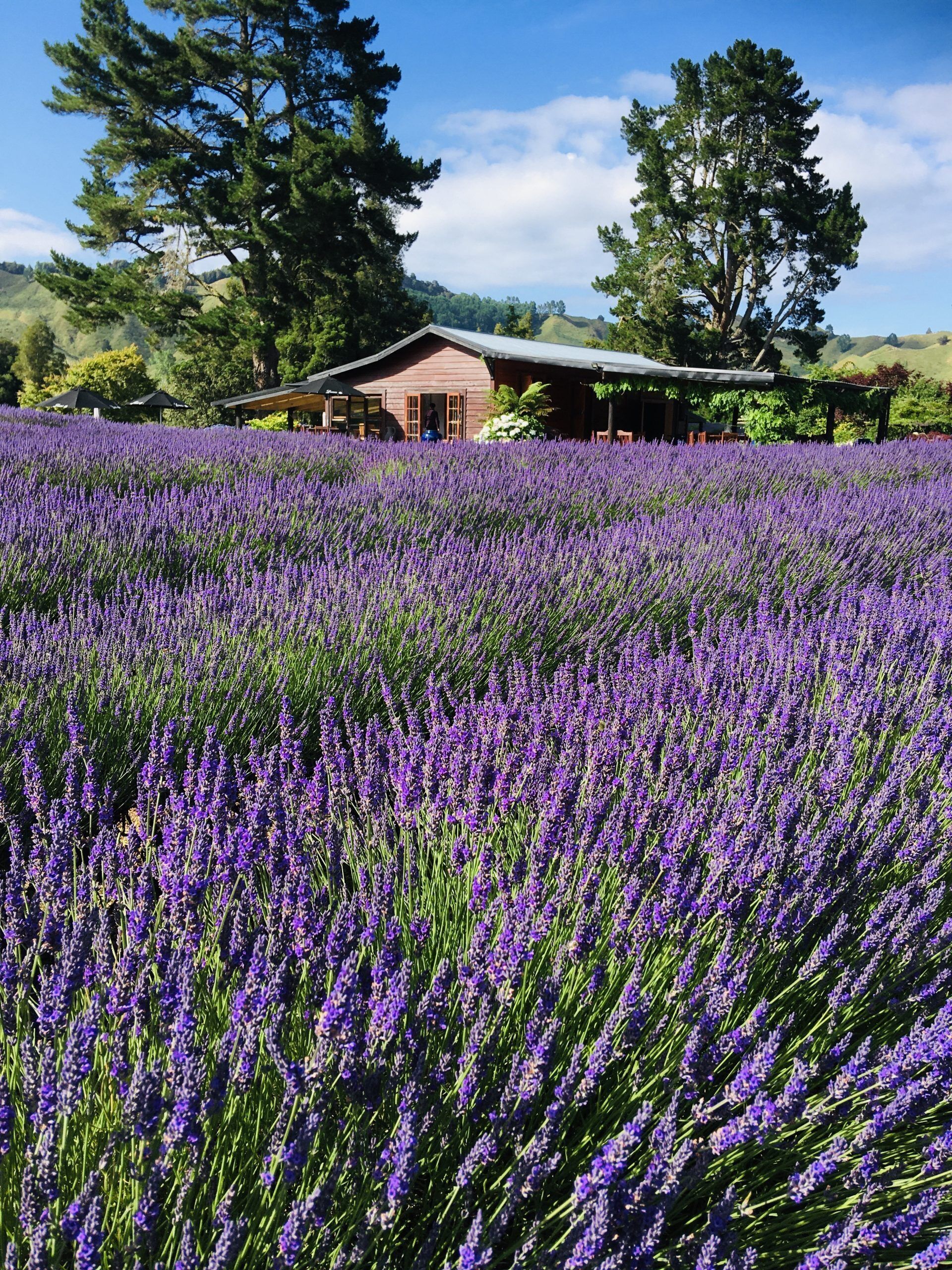 Une cabane rustique, avec un vaste champ de lavande au premier plan.