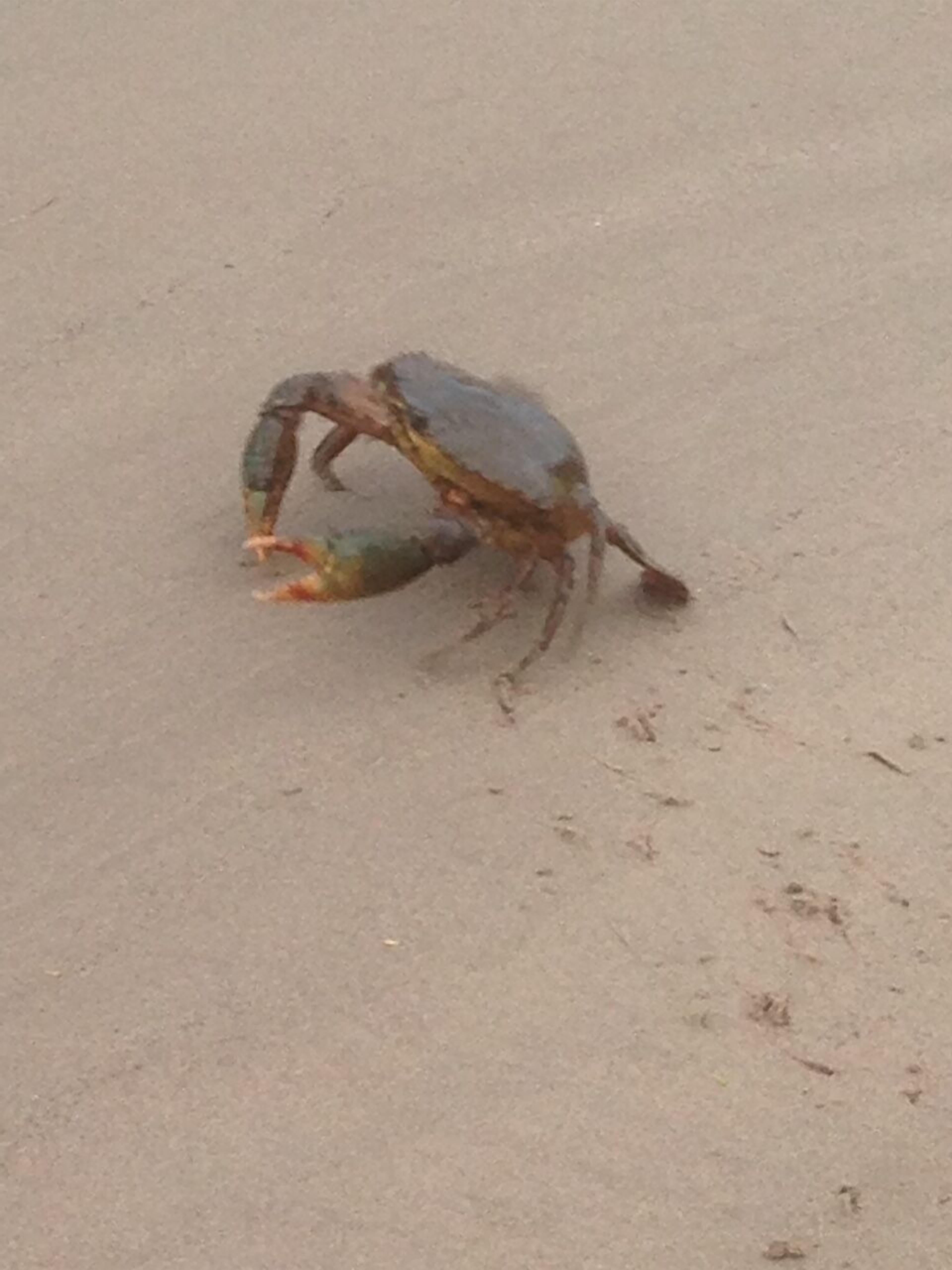 A crab on a sandy surface.