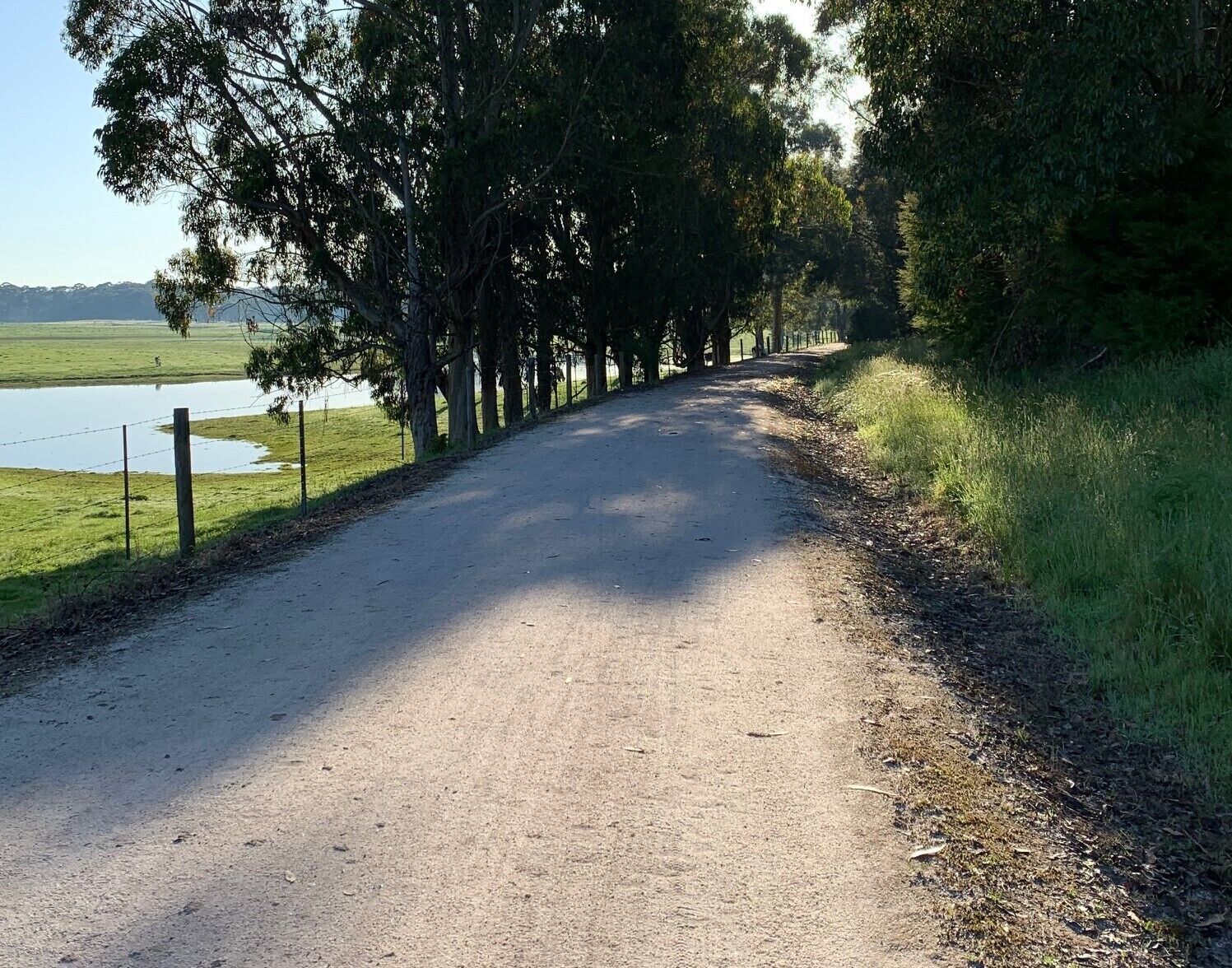 Une route de campagne bordée d’arbres et traversée par un cours d’eau.