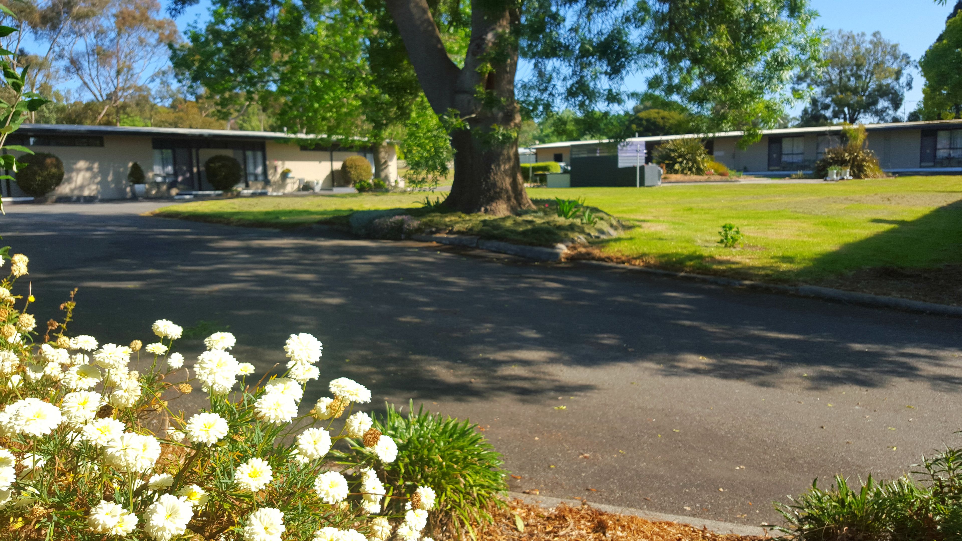 A street view with a row of single-story houses, a tree-lined driveway, and a grassy area with white flowers in the foreground.