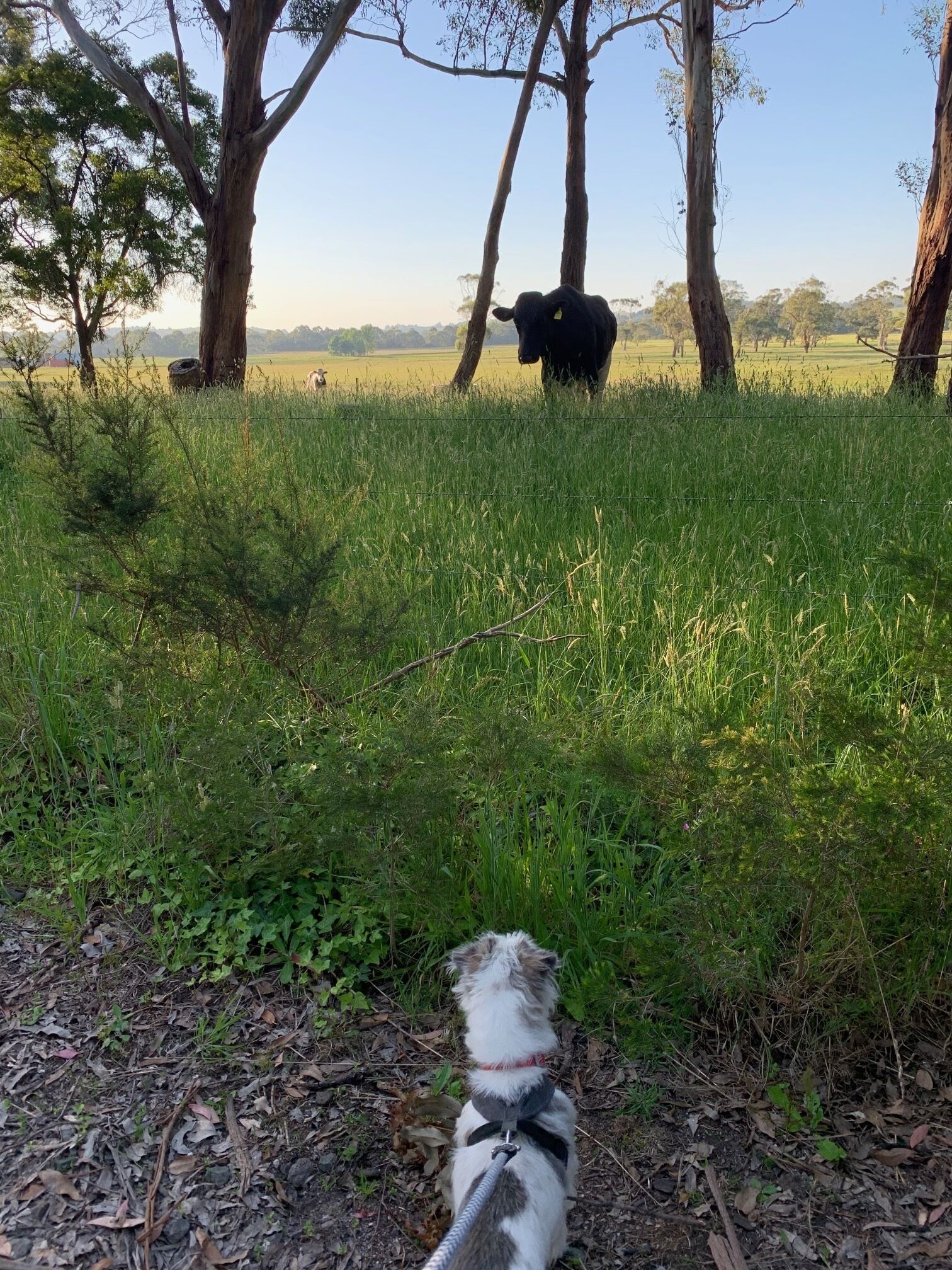 Un perro con correa mirando a una vaca en un campo con césped y árboles al fondo.