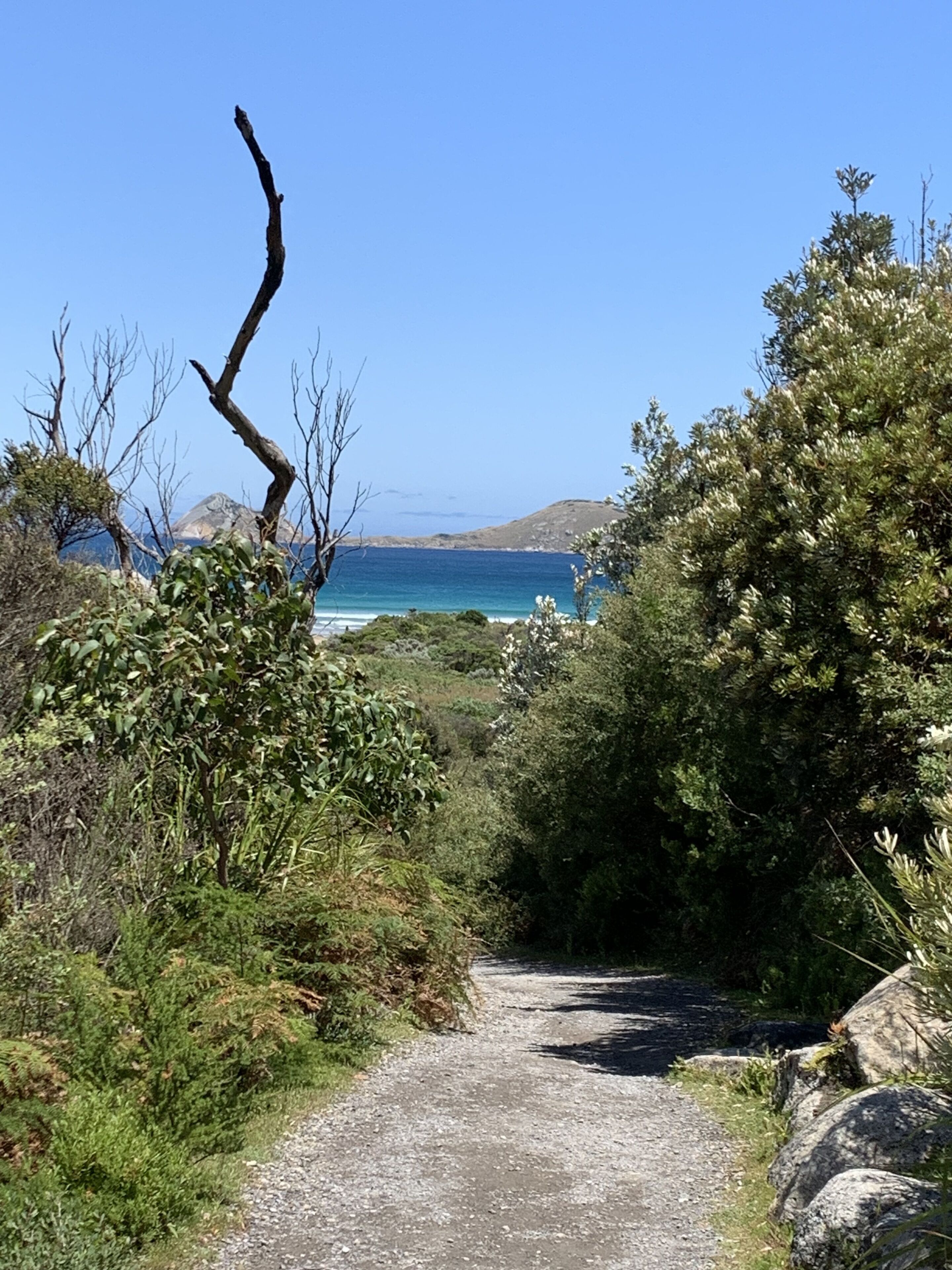 A gravel path leading to a coastal area with dense vegetation and a clear view of the sea.