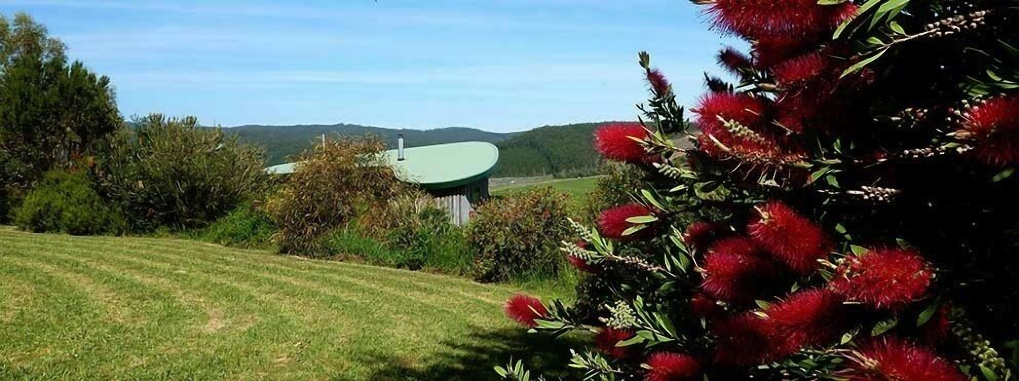 A green lawn with a white satellite dish, surrounded by dense foliage and a clear sky.