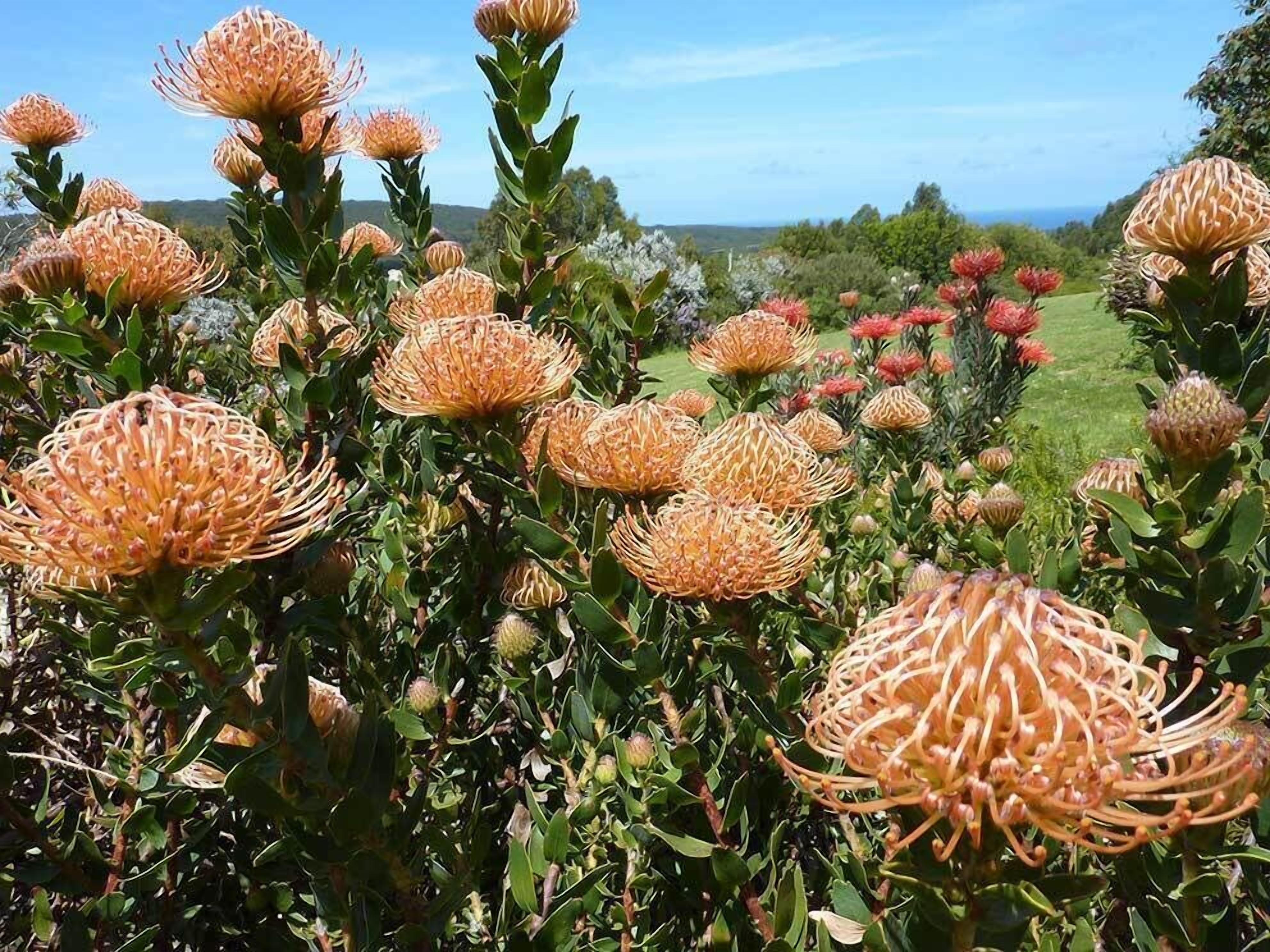 Un jardín con diversas plantas en flor, incluidas llamativas flores anaranjadas y rojas.