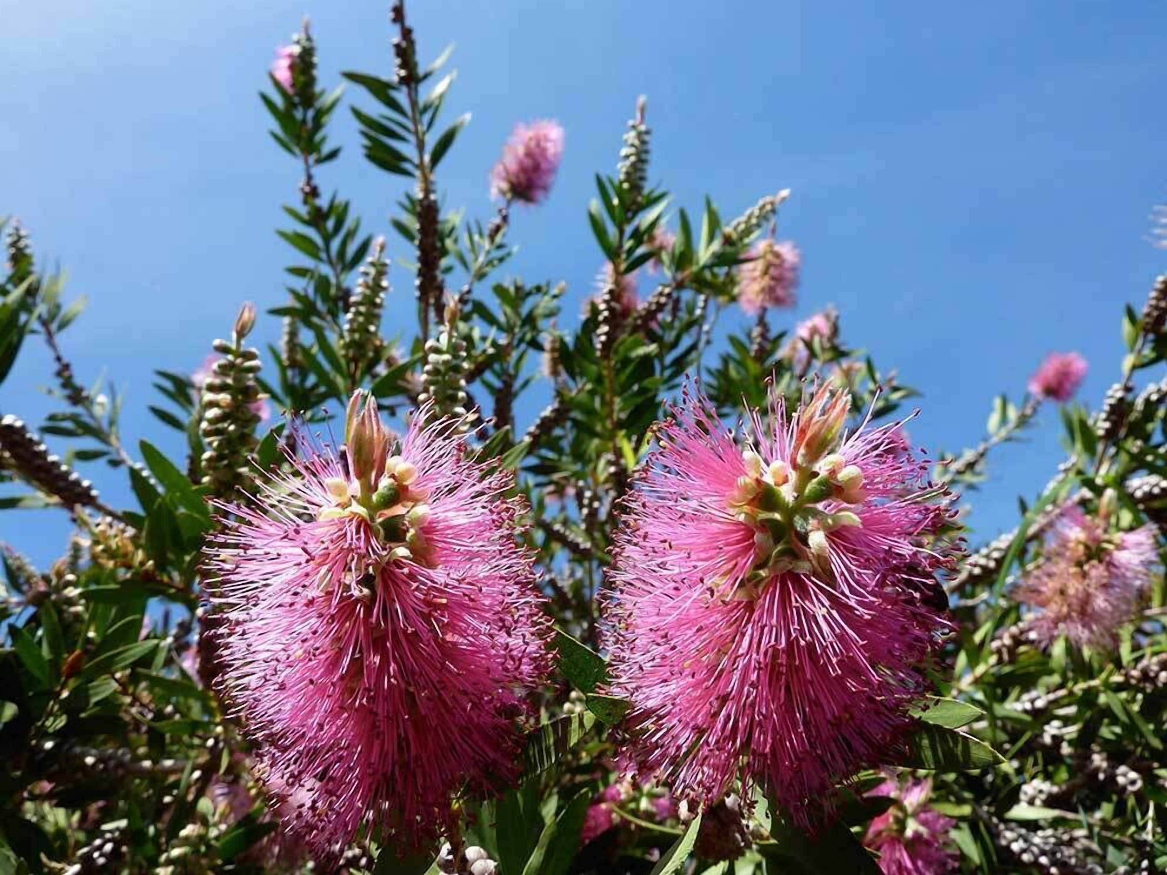 Two prominent pink flowers with green foliage against a clear blue sky.