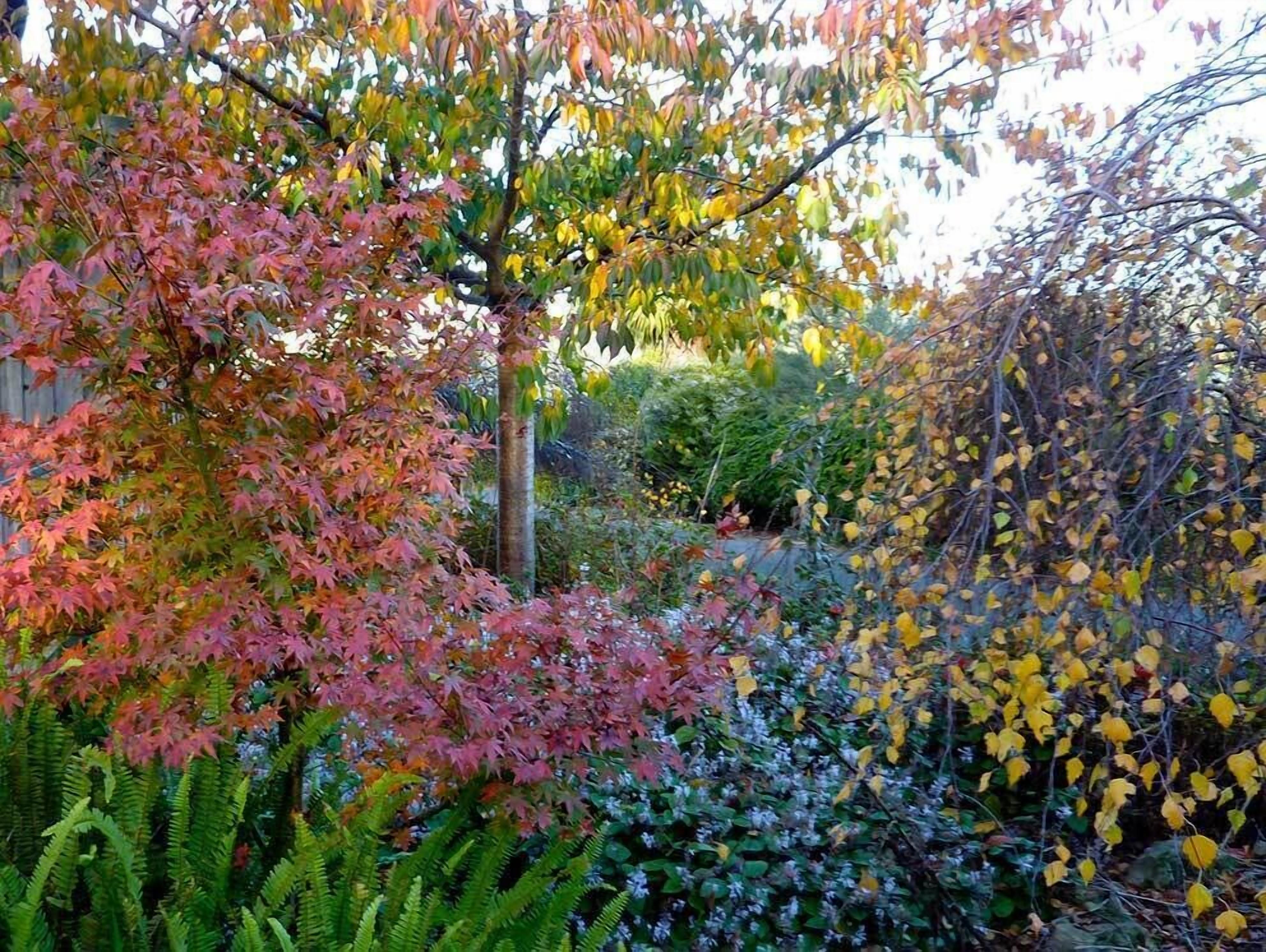 A garden with various trees and plants, including a prominent maple tree with red leaves.