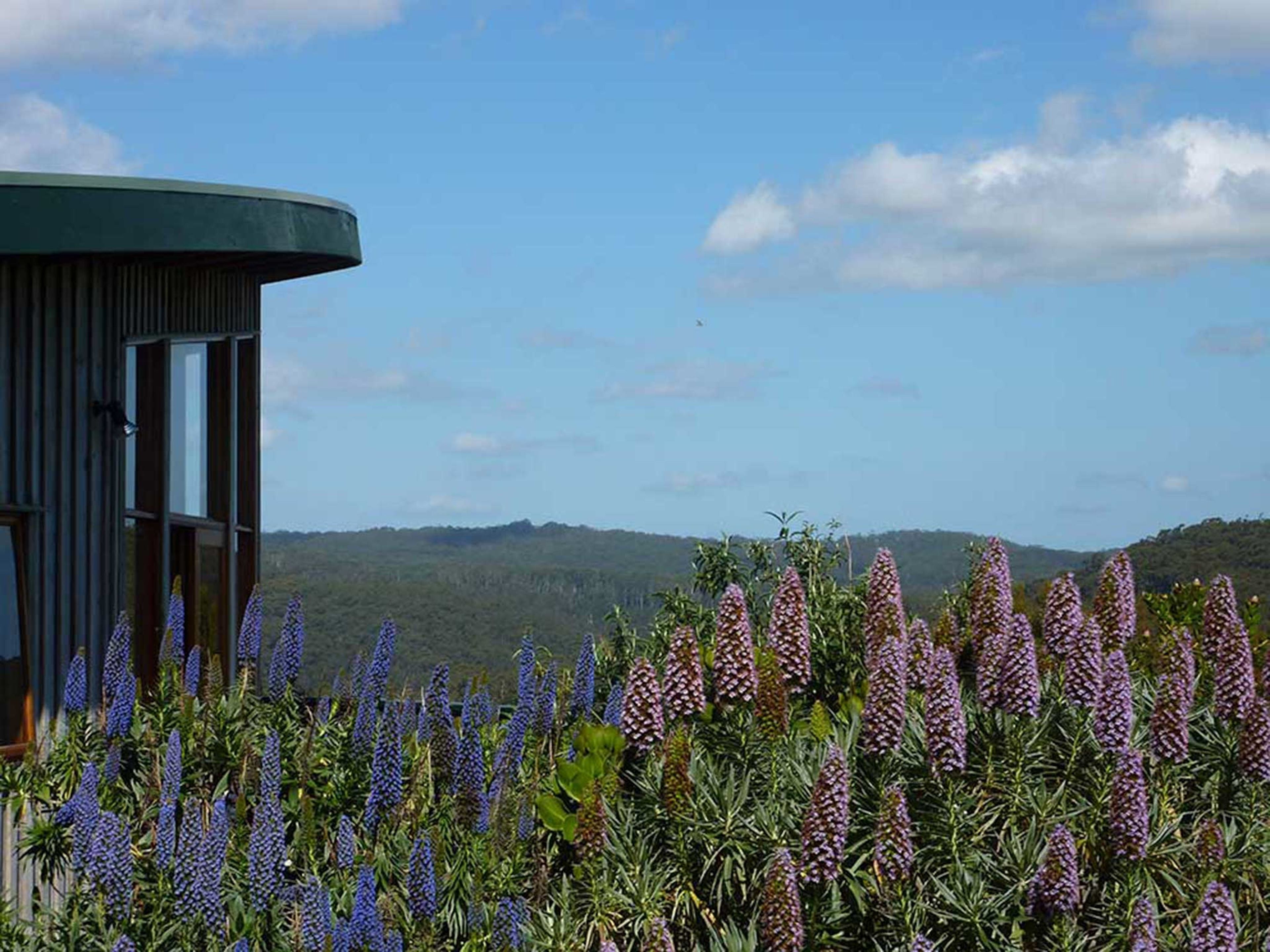 A modern building with a curved roof and large windows, surrounded by a field of purple flowers.