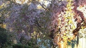 A garden with a stone pathway, a small pond, and flowering plants. - Beechworth Gorge Walk Guest House (Beechworth)