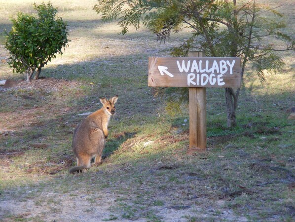 A kangaroo standing next to a wooden sign that reads "Wallaby Ridge."