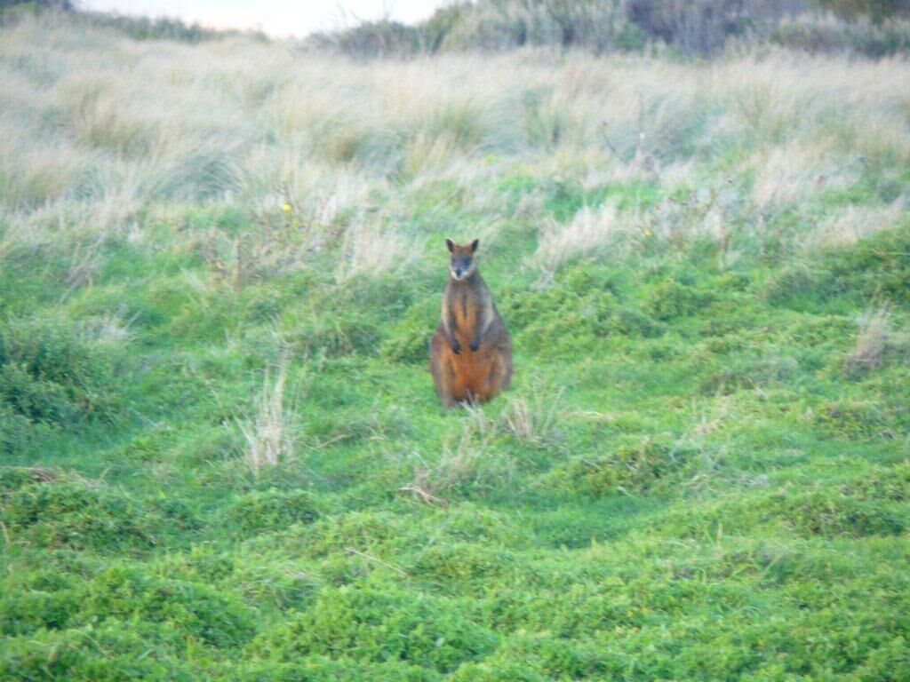 Un kangourou dans un champ d’herbe.