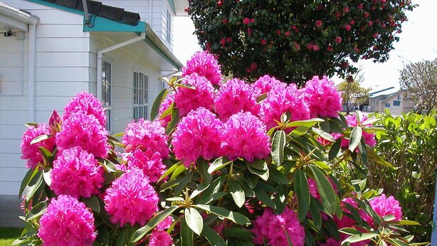 A garden with pink rhododendrons and green foliage. - Kerry's Motel (Rotorua)