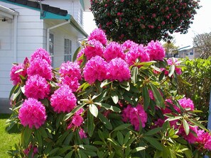 A garden with pink rhododendrons and green foliage.