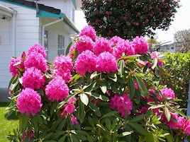 Een tuin met roze rhododendrons en groene begroeiing.