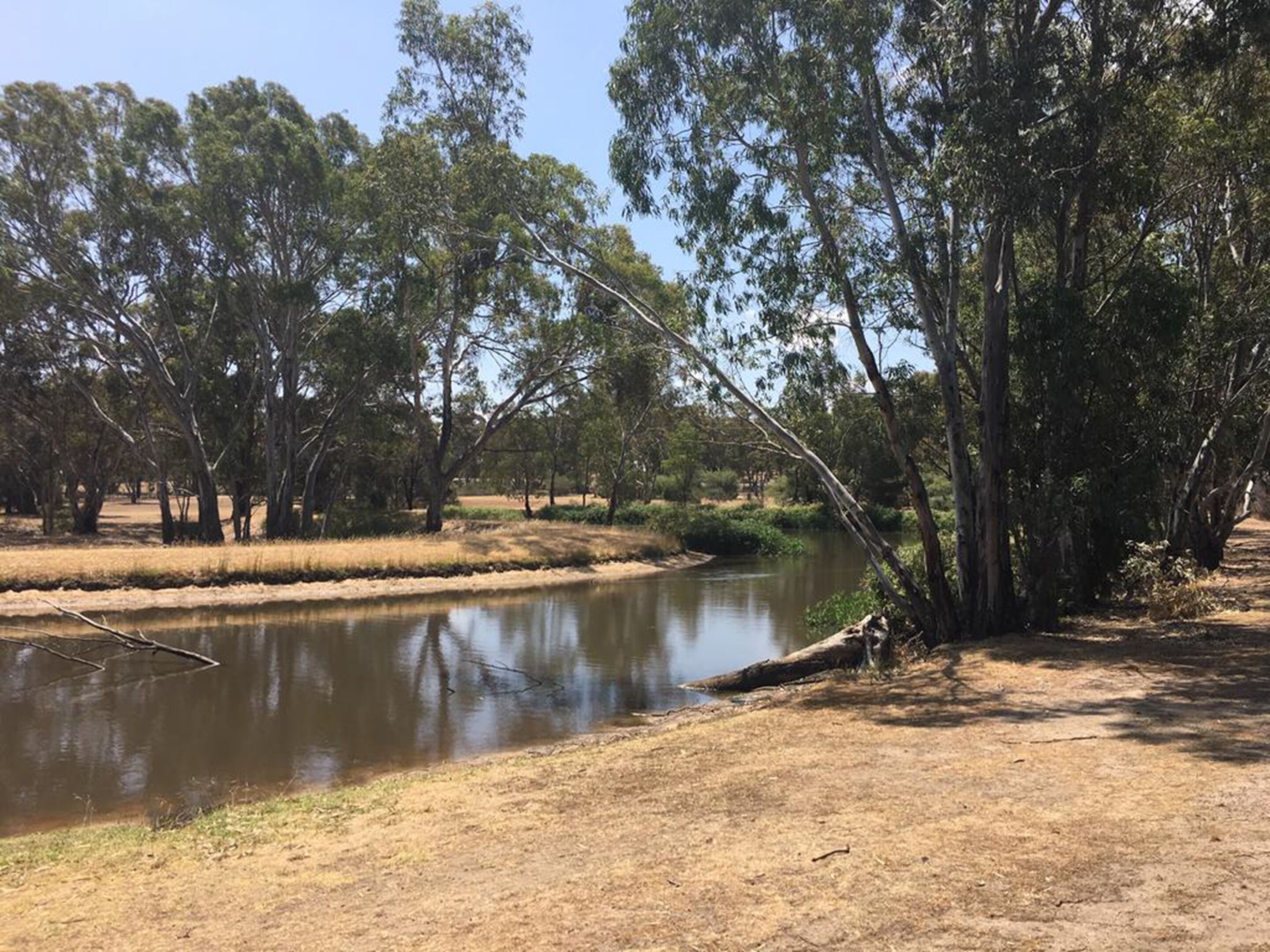 A river with trees on both sides, a dry grassy area, and a clear sky.