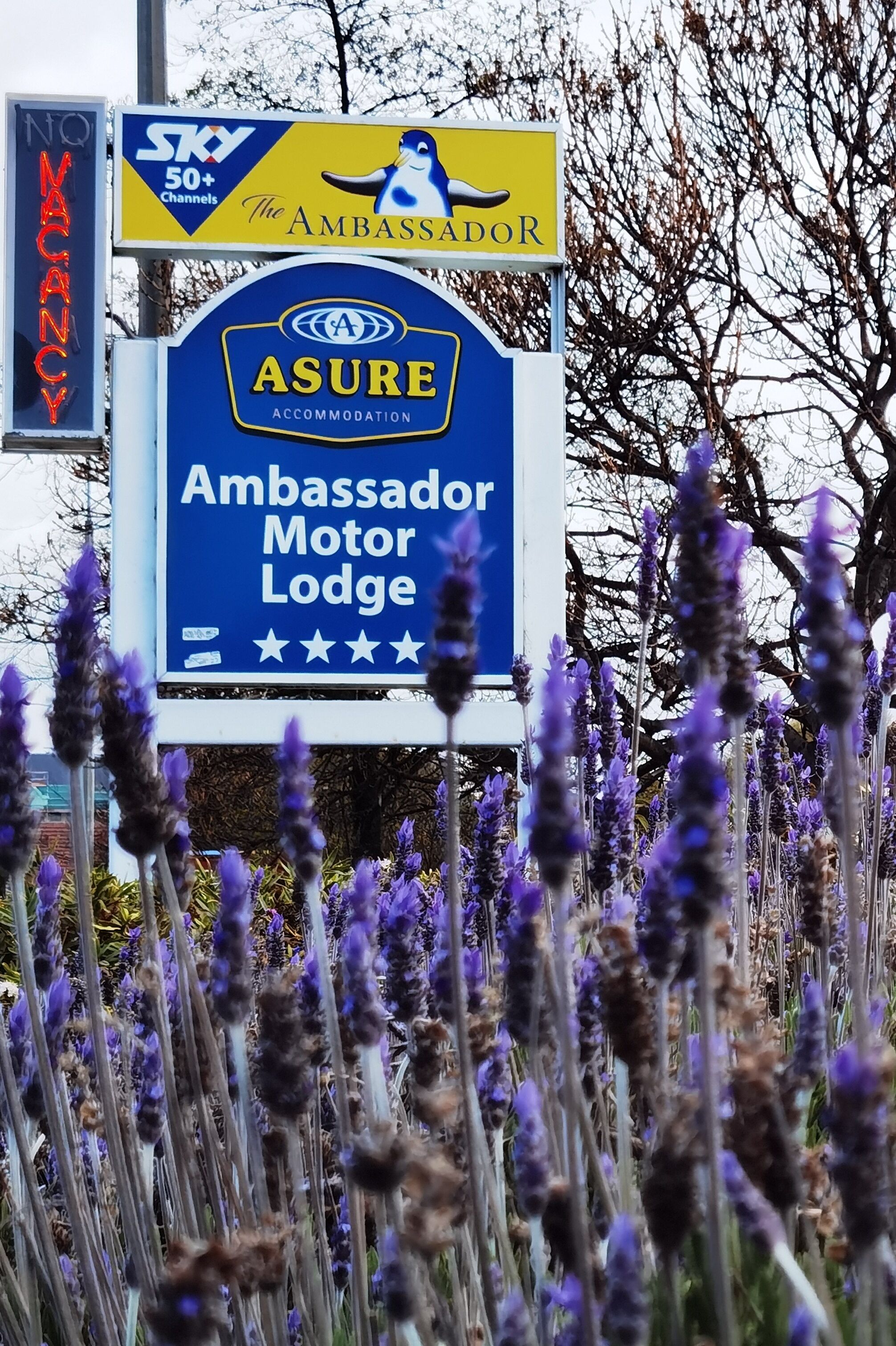 Une enseigne indiquant l’hôtel Ambassador Motor Lodge, qui a obtenu une note de 4 étoiles.