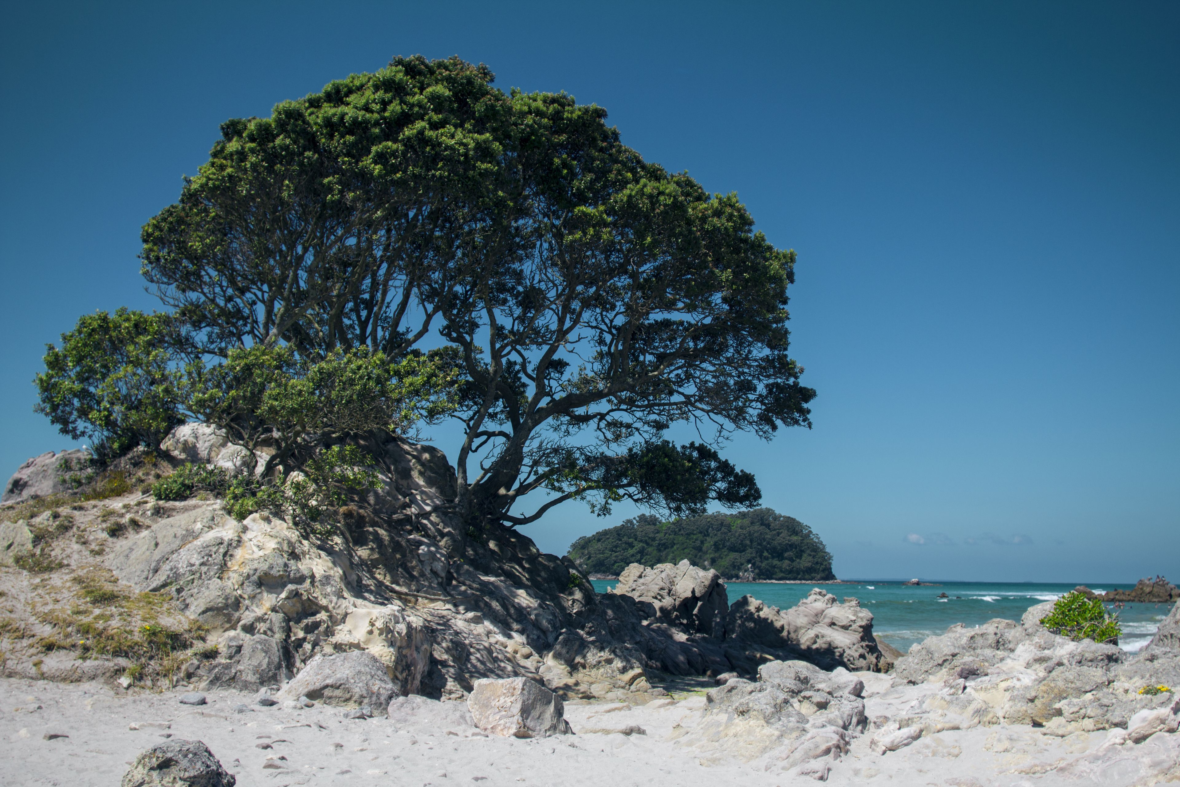 Une plage rocheuse avec un grand arbre et une île qui se profile à l’horizon.