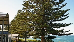 A pathway leading to a large coniferous tree with a view of the sea. - Surf Beach Holiday Park (Kiama)