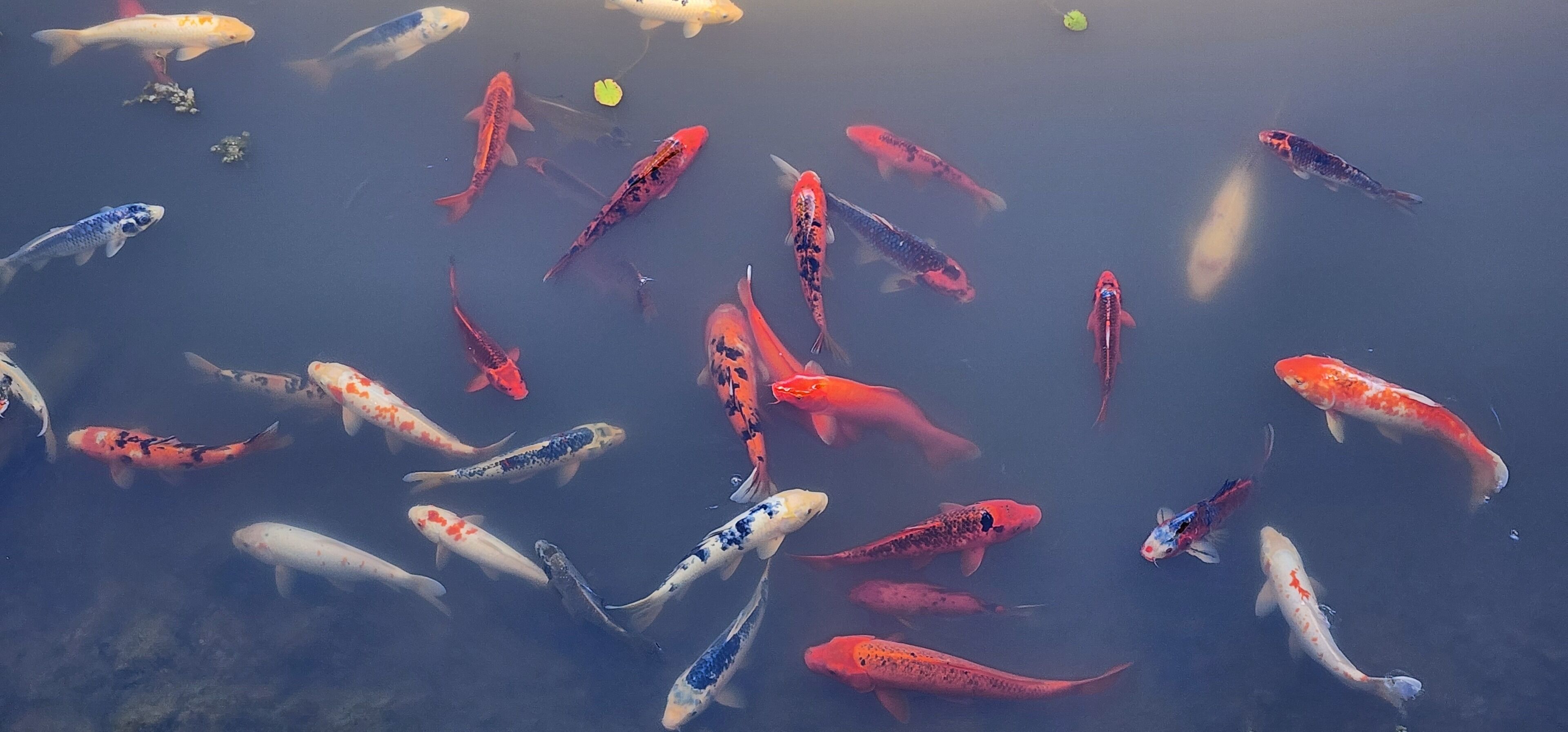 Diversas carpas koi nadando en un estanque.