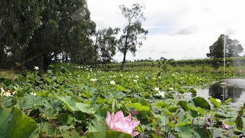 A pond with lotus flowers and a swan.