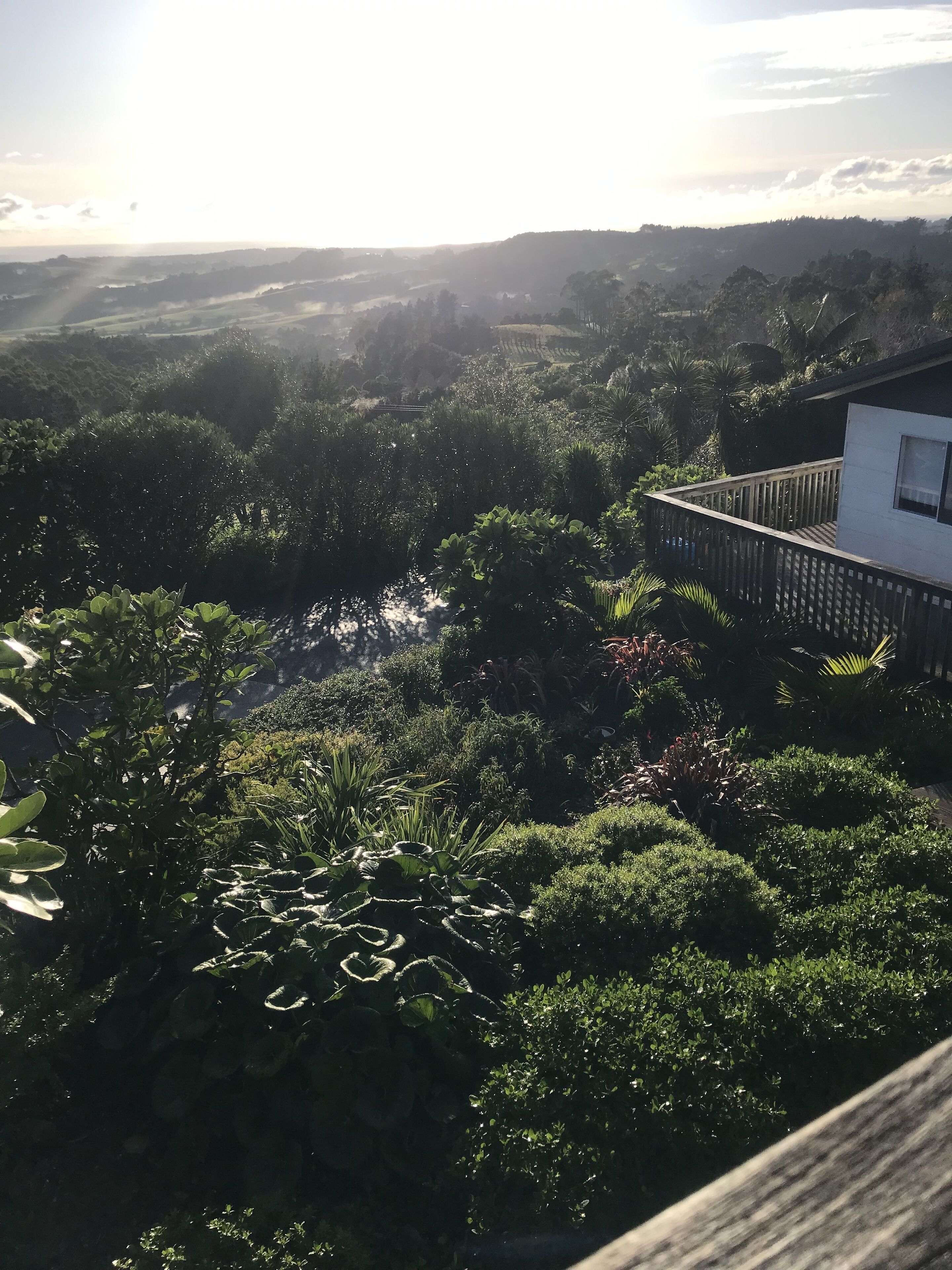 A lush garden with a variety of plants and a white building with a balcony.