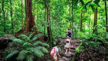A forested hiking trail with natural rock steps and dense green foliage.