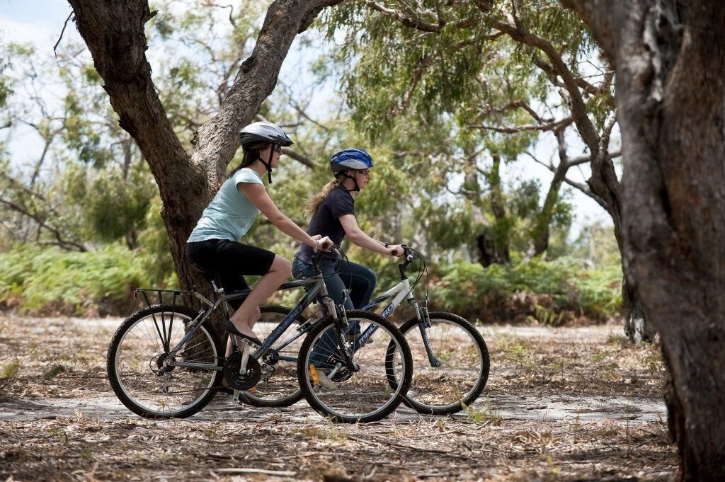 Two people riding bicycles on a forest trail.