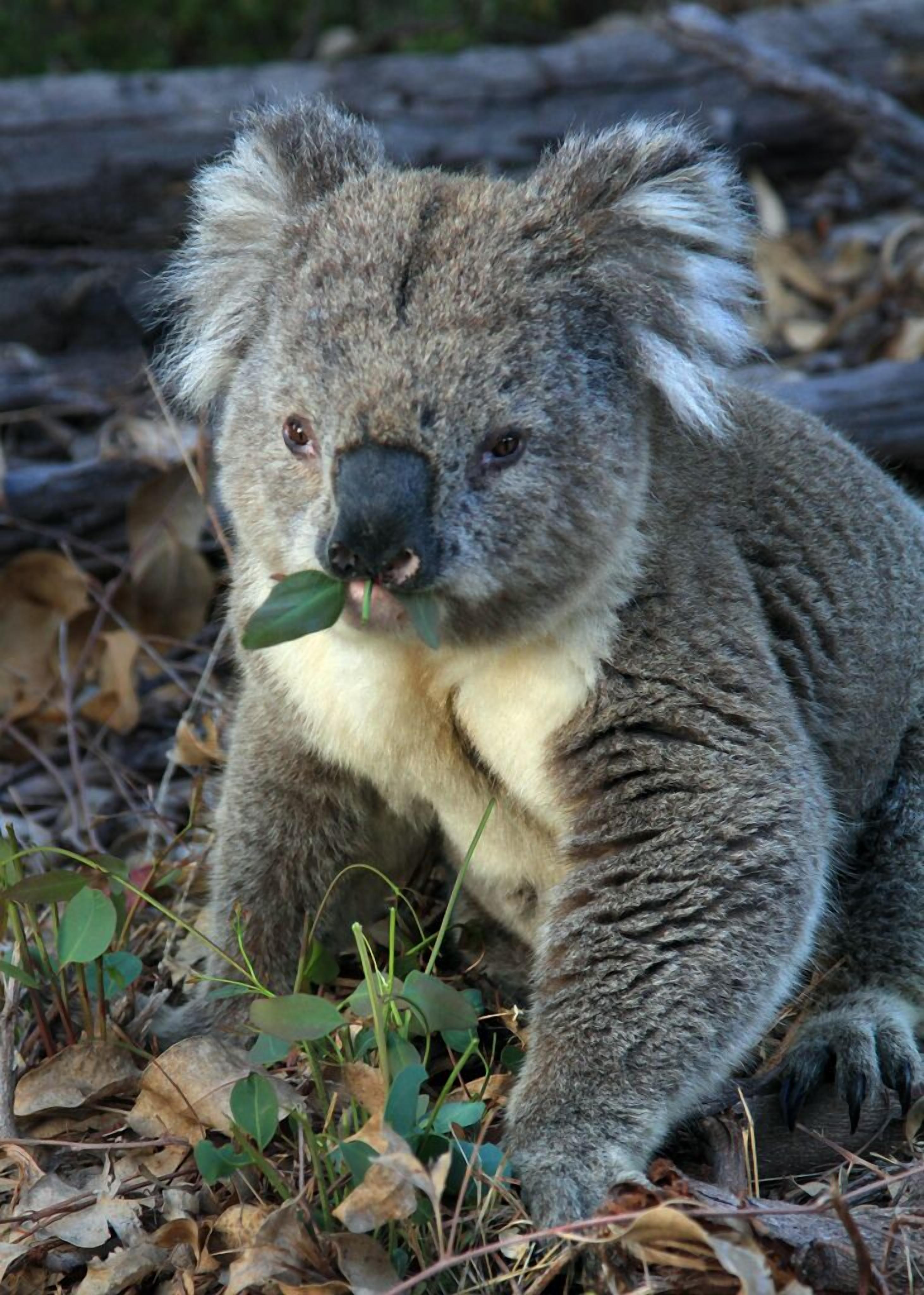 A koala with a leaf in its mouth sitting on the ground surrounded by dry leaves and green plants.