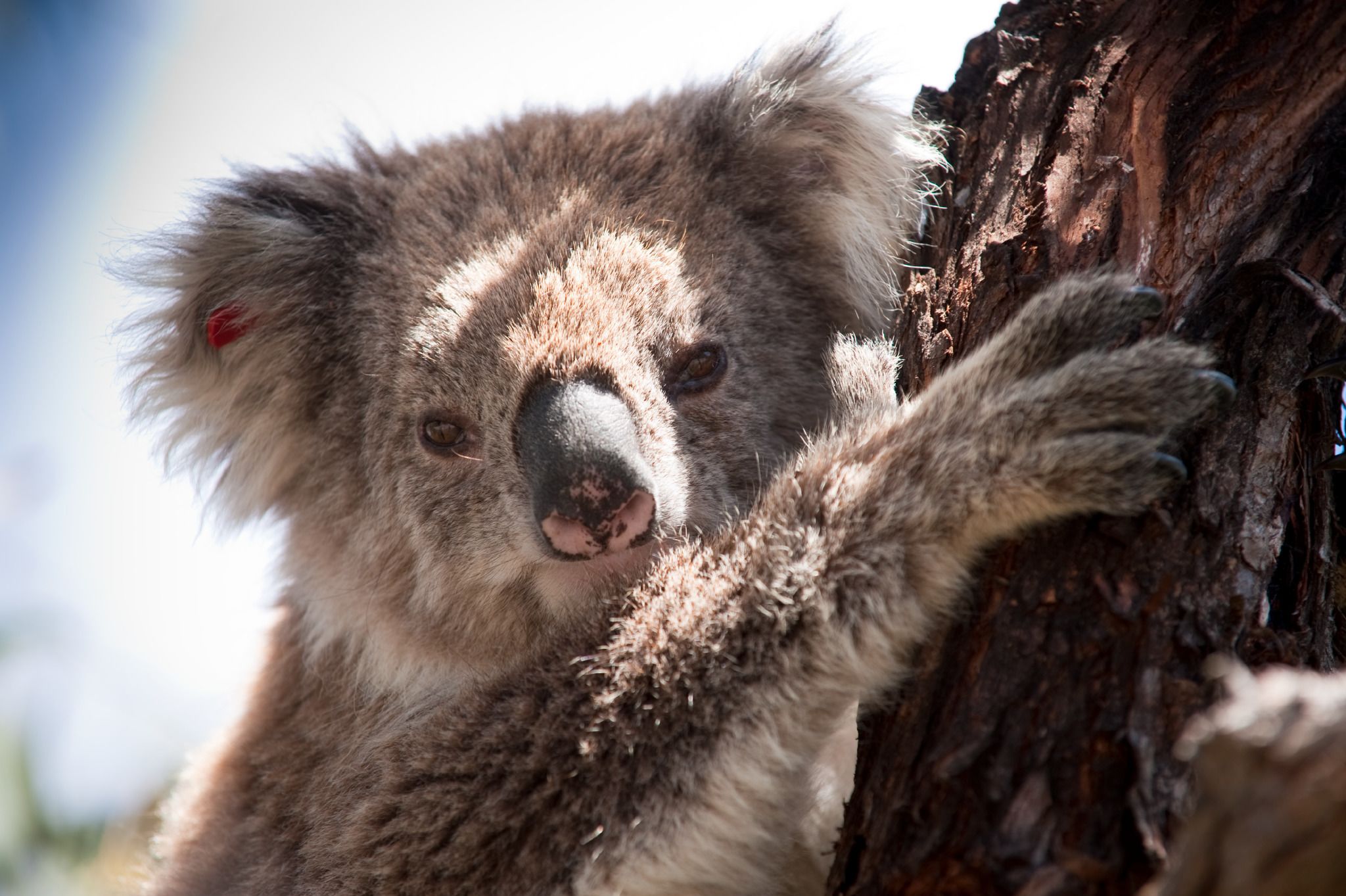 Een koala die zich aan een boomstam vastklampt.