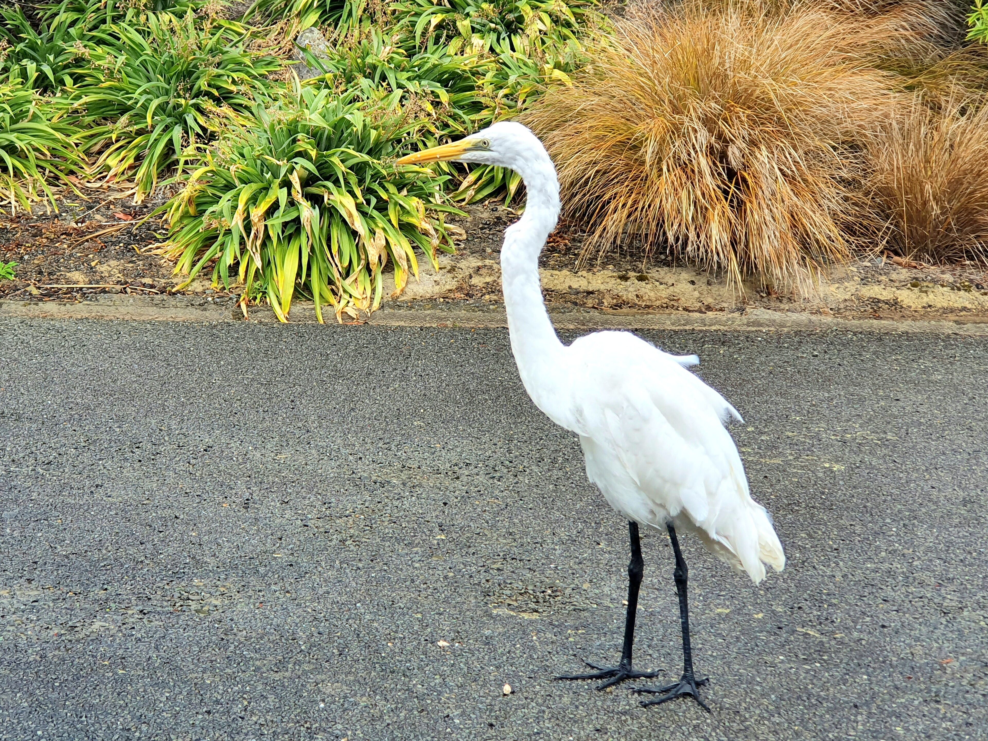 A white bird standing on a paved surface.