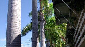 A row of tall palm trees lining a sidewalk next to a building with a covered walkway. - Palm Waters Holiday Villas (North Ward)