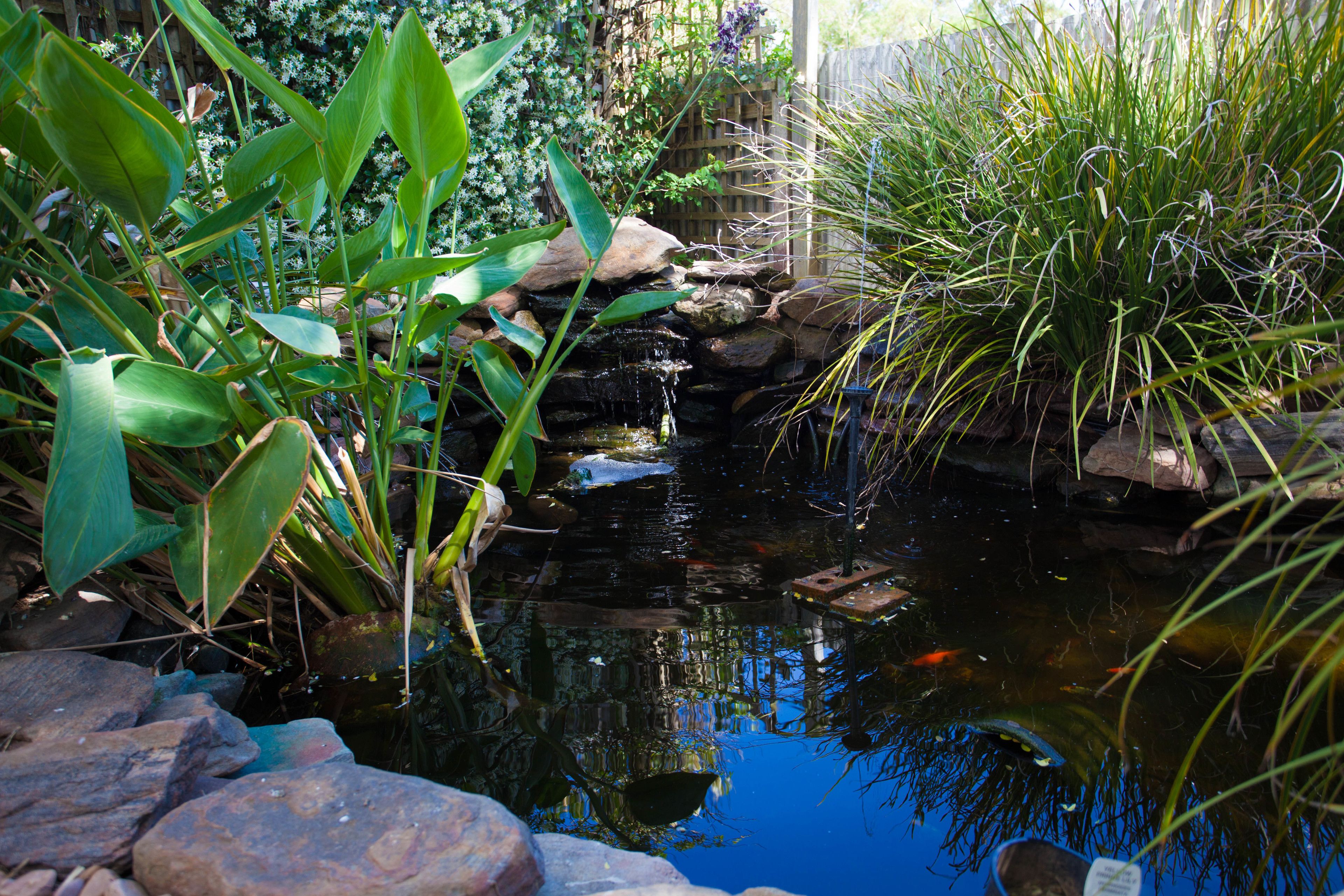 A pond with rocks and plants, surrounded by a wooden fence.