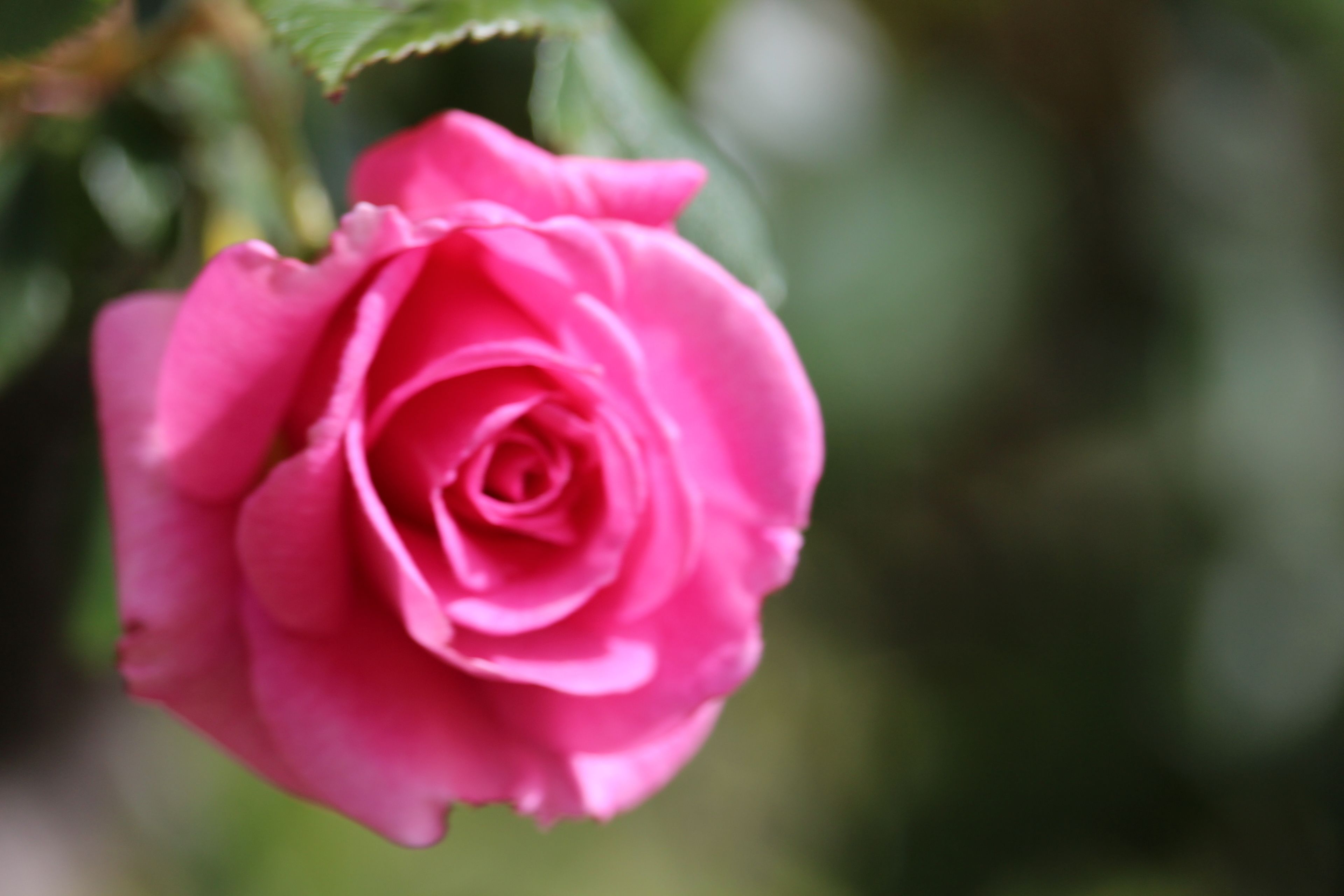 Une seule rose rose, en pleine floraison.