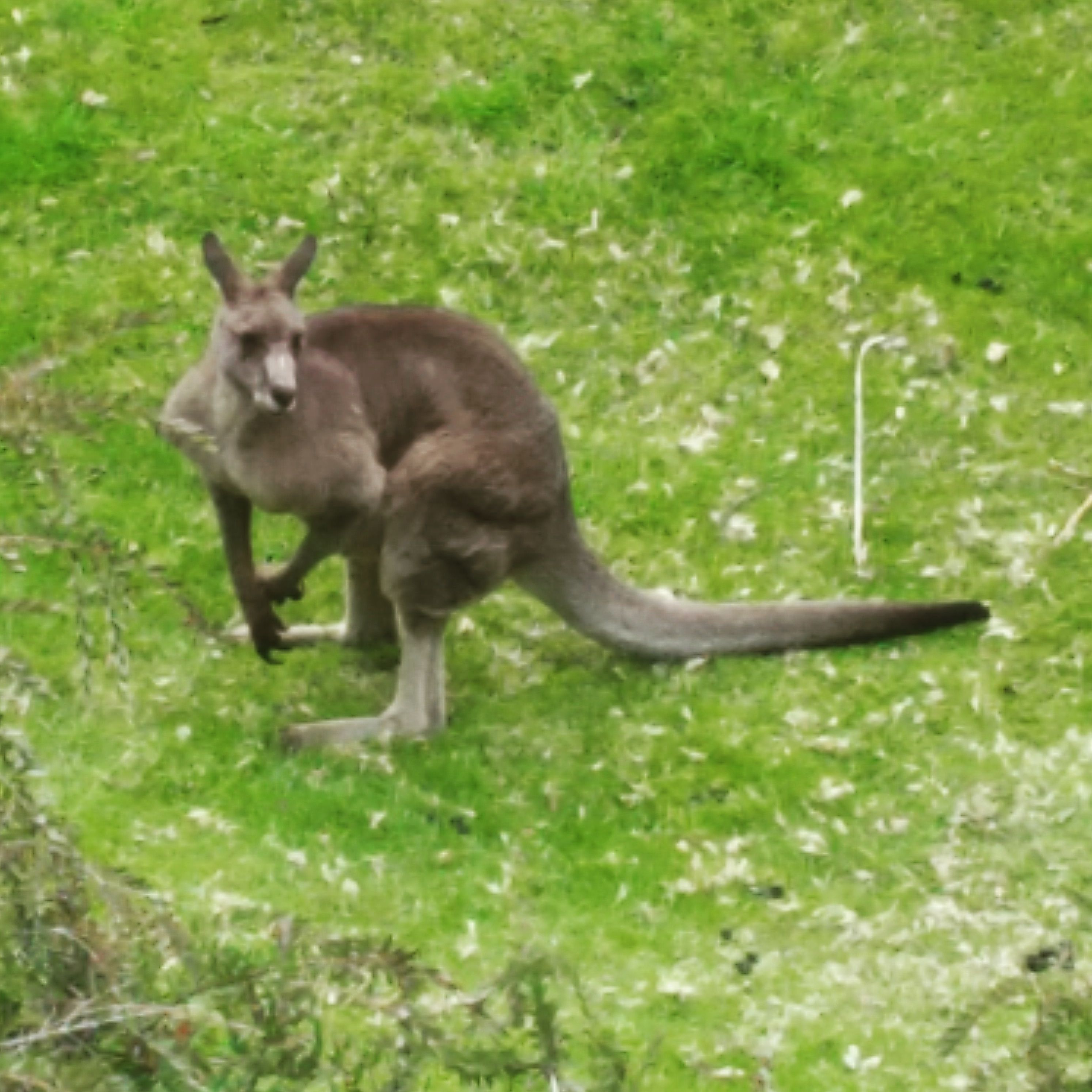 A kangaroo in a grassy field.