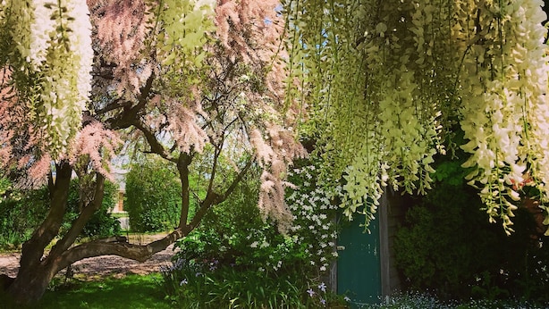 A garden with trees bearing white flowers, a green building, and a grassy area. - The Racecourse Inn (Longford)
