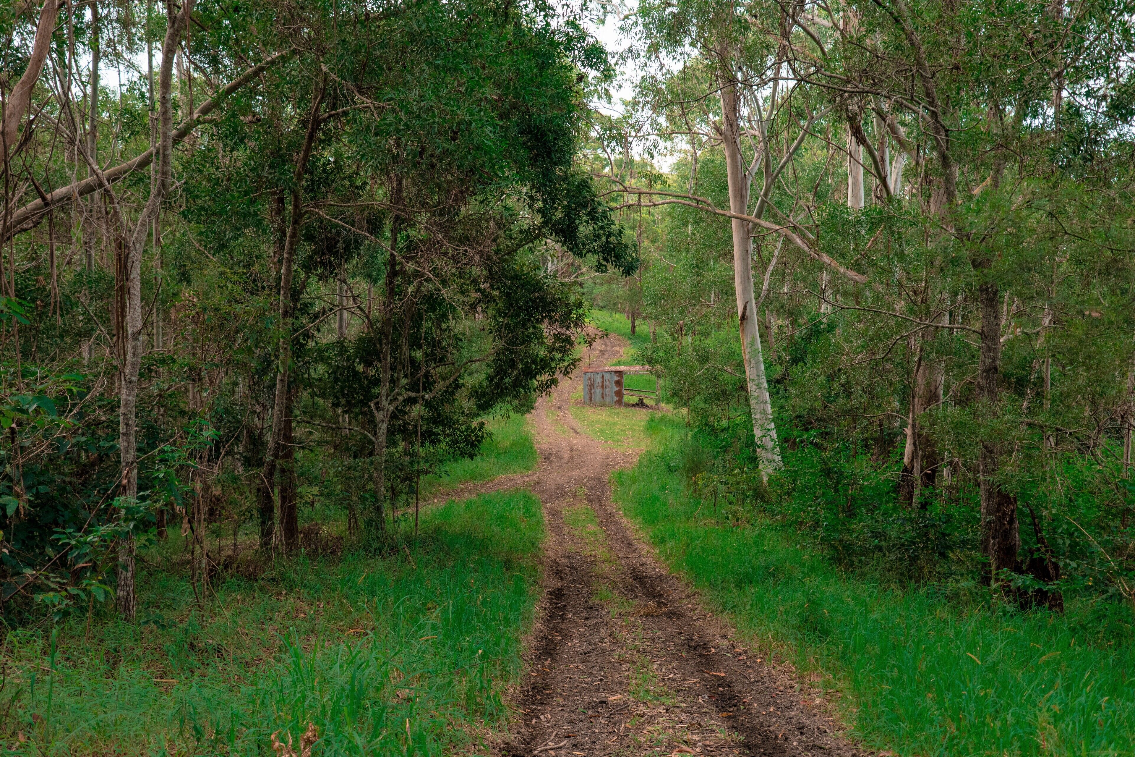 Un sentier étroit et terreux qui traverse une zone boisée, bordée de chaque côté par des arbres denses.