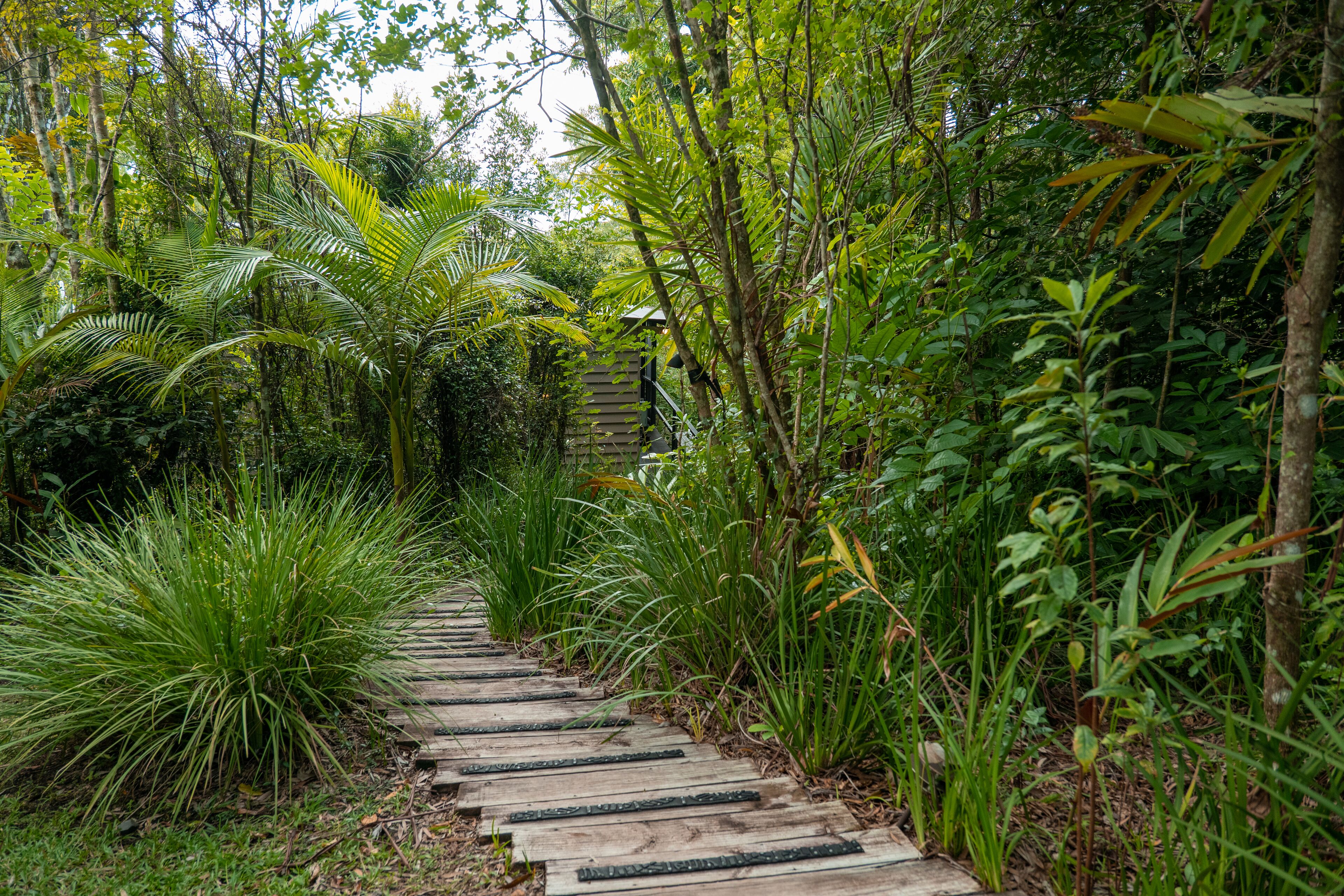 A wooden pathway through a lush garden with various tropical plants.