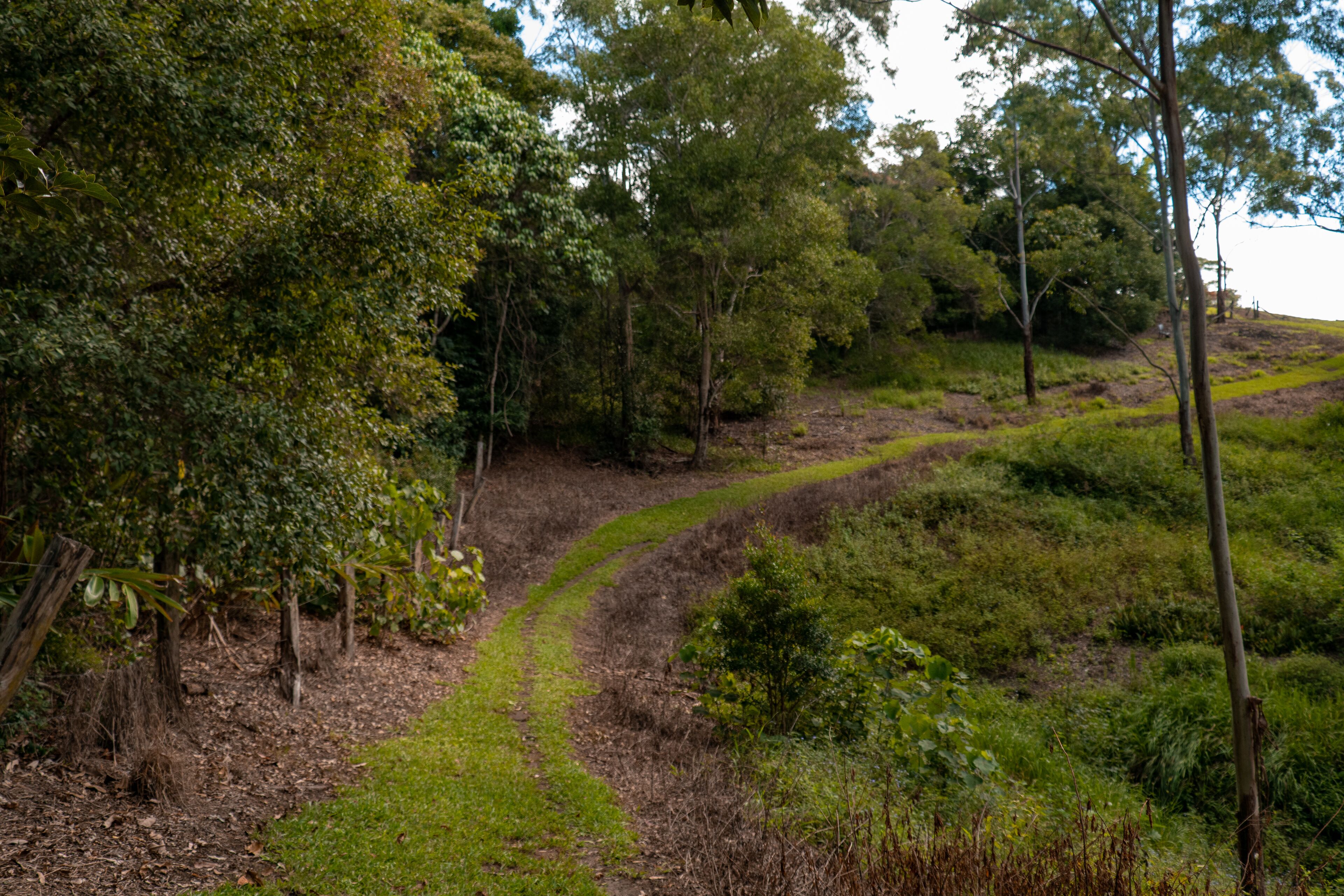 A winding dirt path through a forested area with trees and greenery.