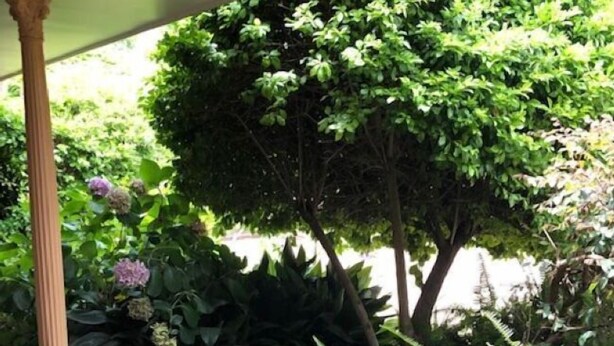 A covered outdoor area with a tiled floor, a column, and various plants including ferns and a small tree. - Muswellbrook Motor Inn (Muswellbrook)
