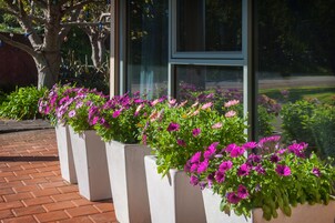 Una hilera de macetas blancas con flores moradas intensas frente a un edificio con amplios ventanales.