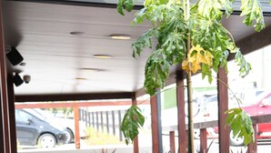 An outdoor seating area with orange chairs and tables, surrounded by planters and a tree. - Peden's Hotel (Cessnock)