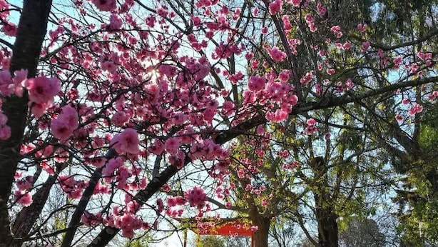 Un parque con cerezos en flor, un banco de madera y un pabellón.