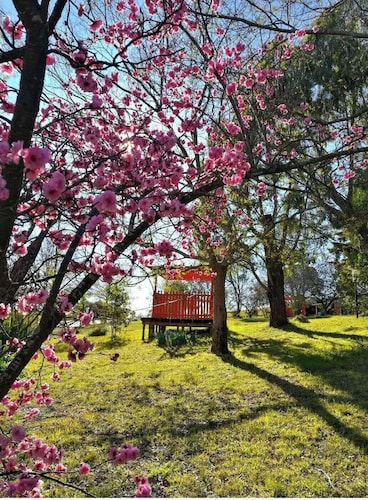 Poplars at Mittagong