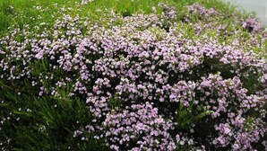 A landscaped area with a variety of plants and trees, including a prominent bush with pink flowers. - Blenheim Bridges Holiday Park (Blenheim)