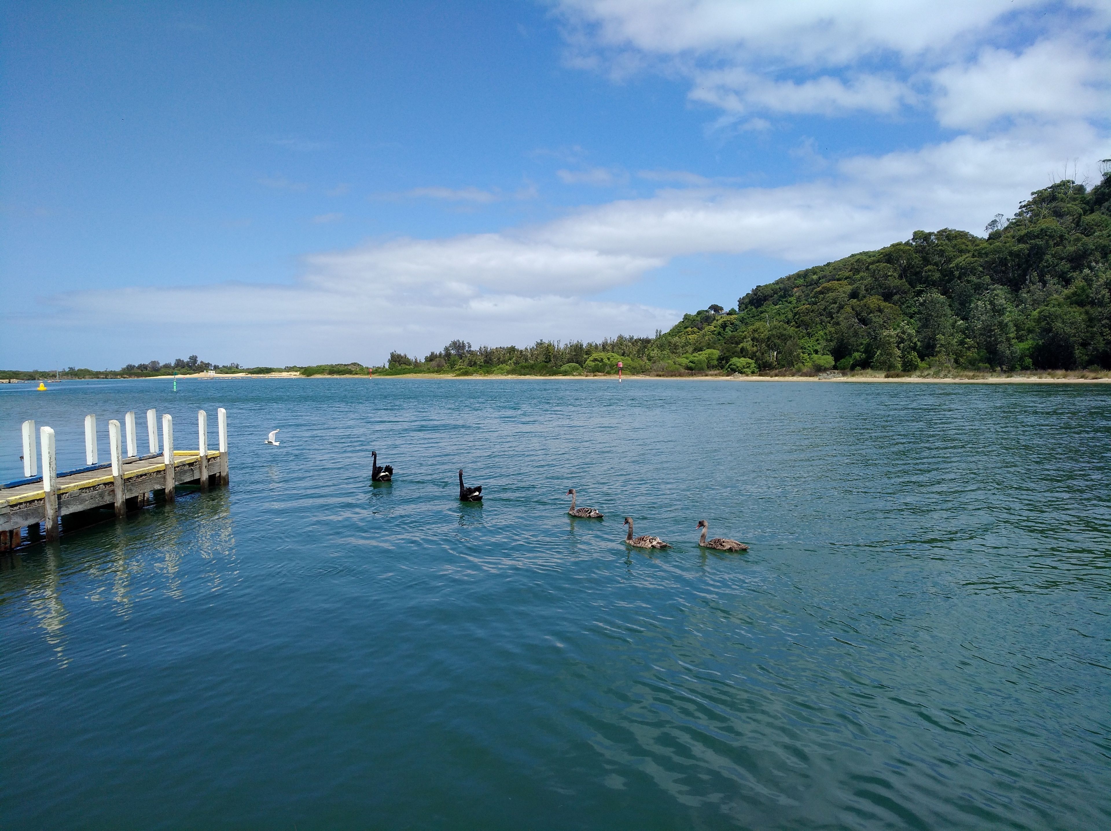 A calm body of water with a wooden dock extending into it.