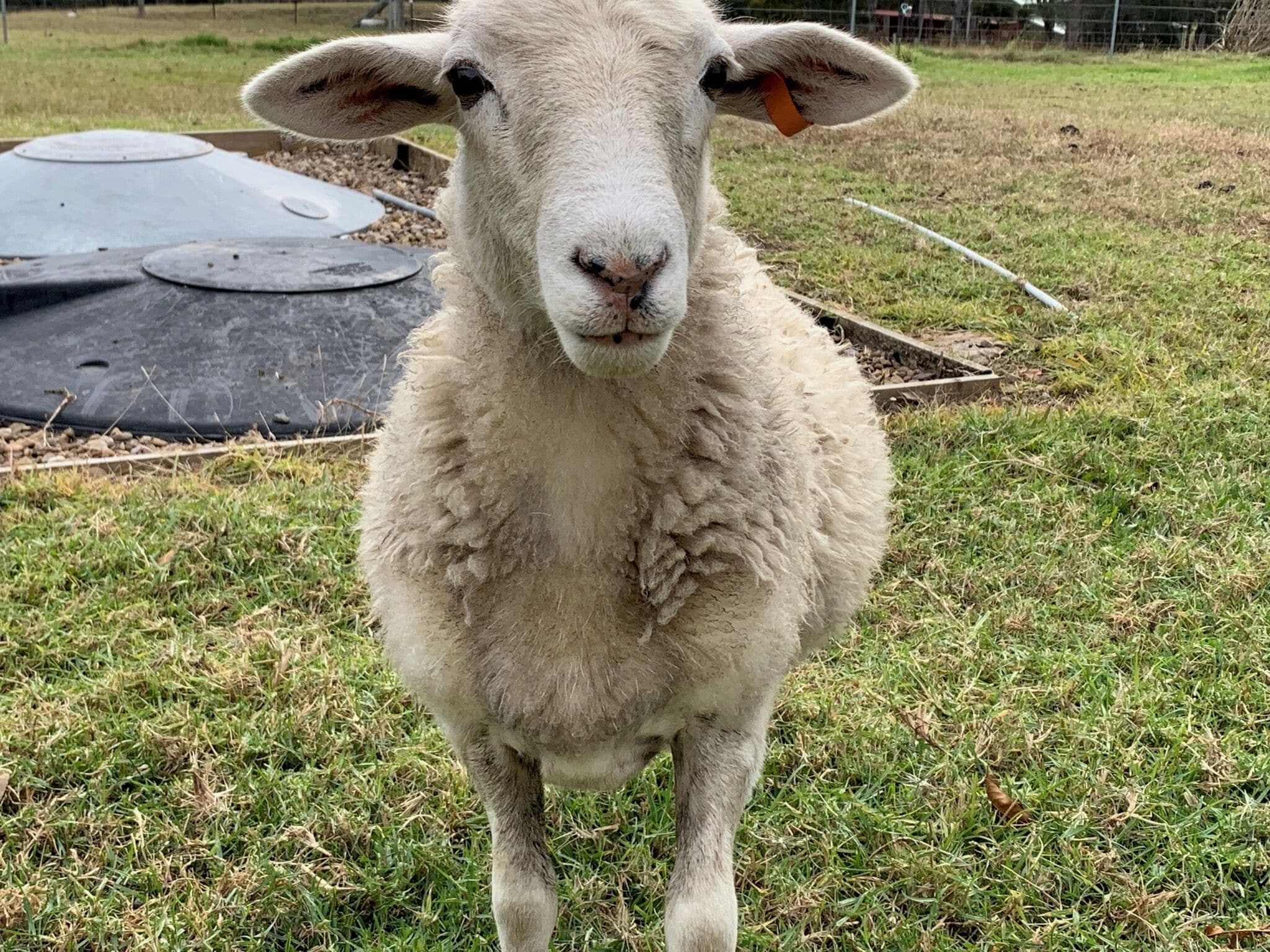 A sheep standing on grass with a metal structure in the background.
