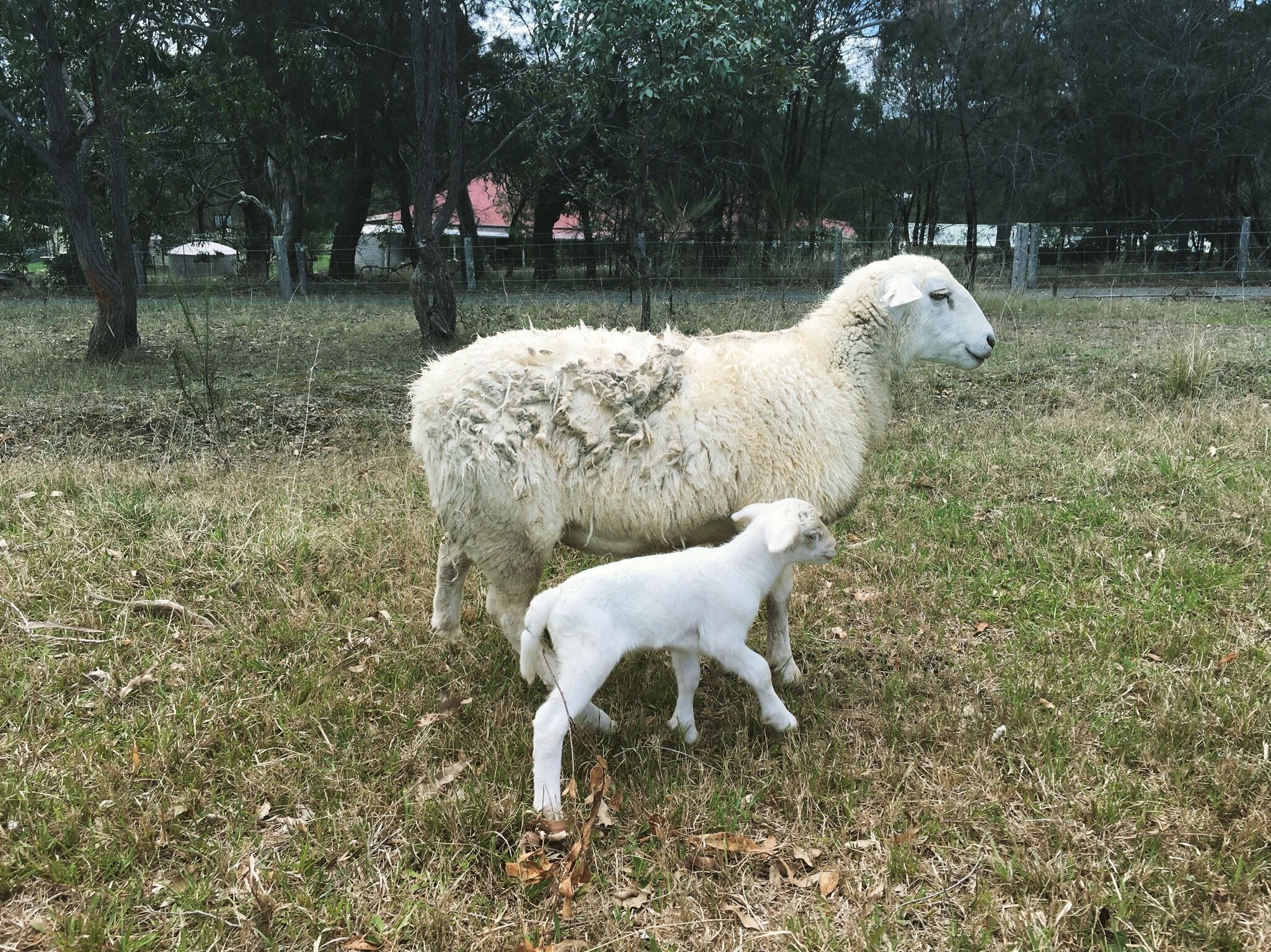 Un campo cubierto de hierba con una oveja y un cordero.