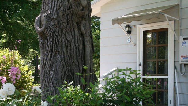 A tree with a carved face, a white building with a door and window, and some flowers in the foreground. - Elm Lodge (Bright)