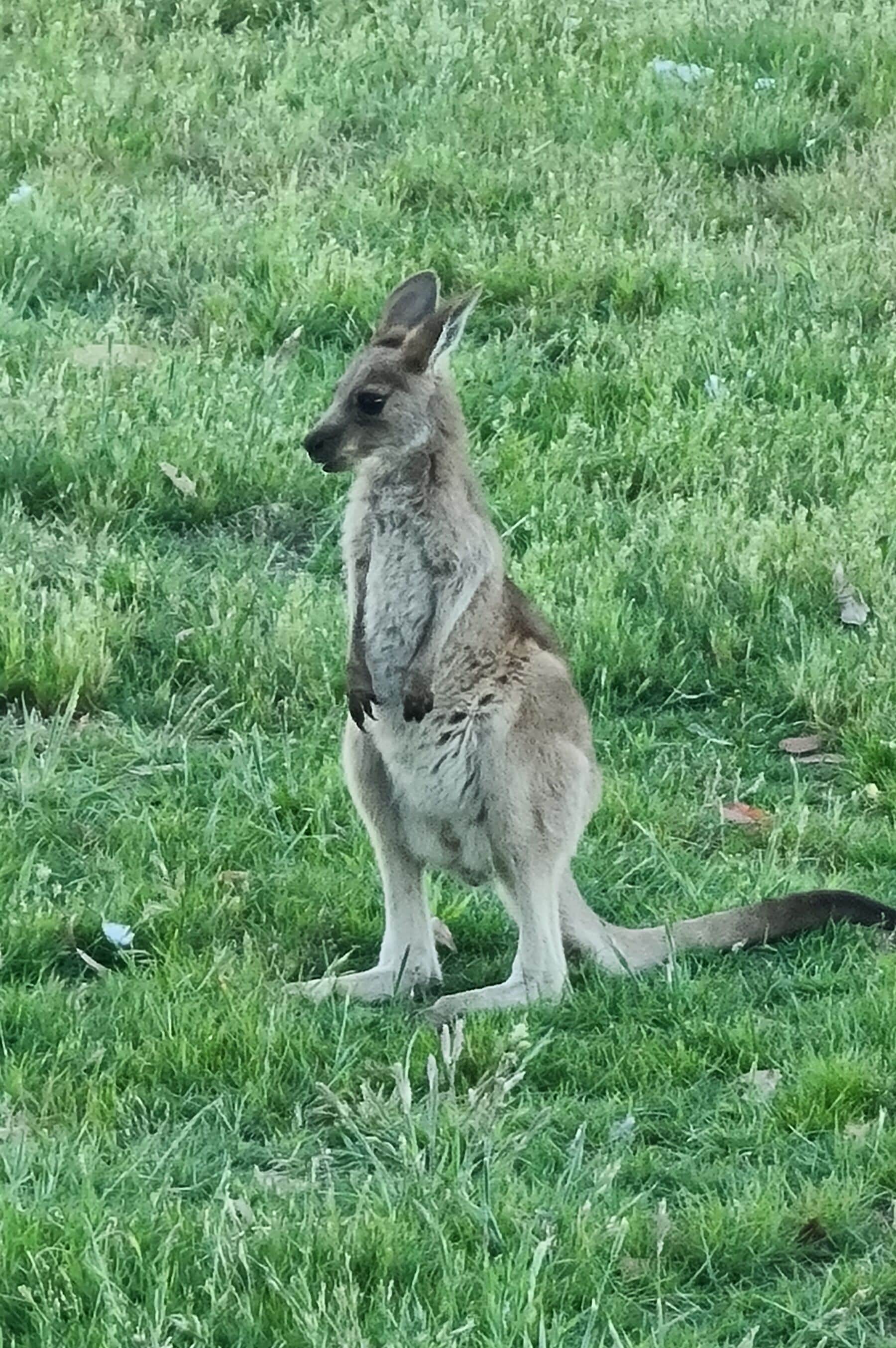 A kangaroo standing in a grassy field.