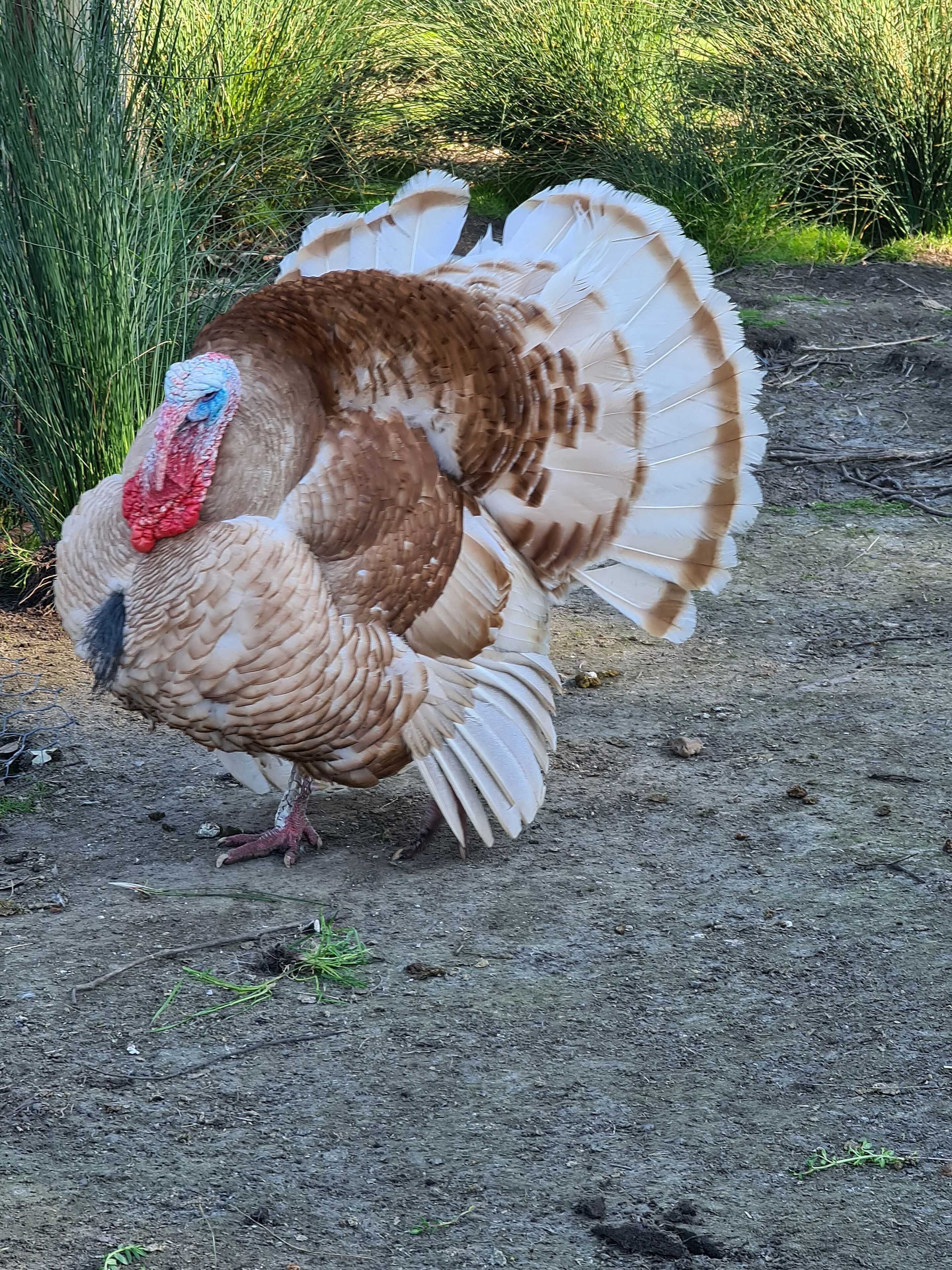 A turkey with brown and white feathers standing on a dirt path.
